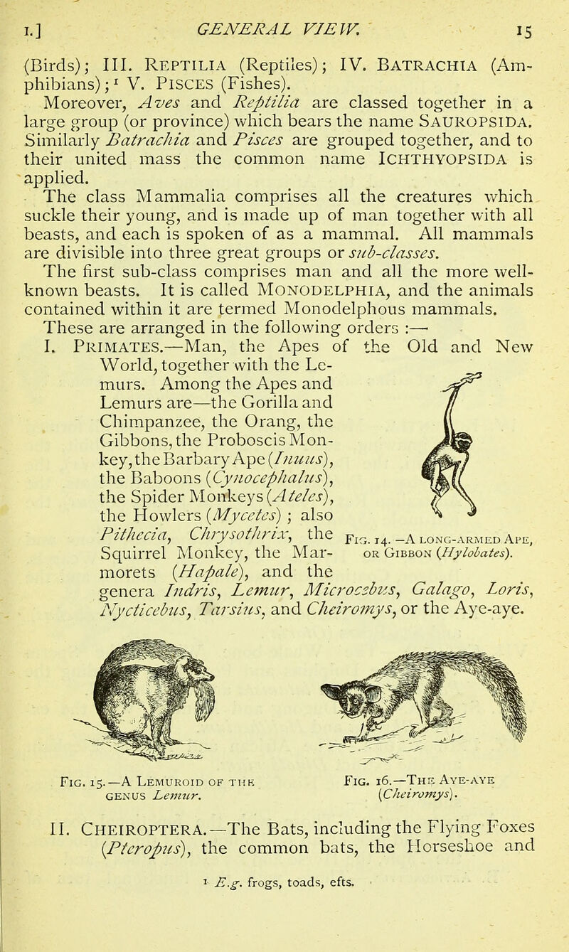 (Birds); III. Reptilia (Reptiles); IV. Batrachia (Am- phibians) ;1 V. Pisces (Fishes). Moreover, Aves and Reptilia are classed together in a large group (or province) which bears the name Sauropsida. Similarly Batrachia and Pisces are grouped together, and to their united mass the common name ICHTHYOPSIDA is applied. The class Mammalia comprises all the creatures which suckle their young, and is made up of man together with all beasts, and each is spoken of as a mammal. All mammals are divisible into three great groups or sub-classes. The first sub-class comprises man and all the more well- known beasts. It is called Monodelphia, and the animals contained within it are termed Monodelphous mammals. These are arranged in the following orders :—- I. Primates.—Man, the Apes of the Old and New World, together with the Le- murs. Among the Apes and Lemurs are—the Gorilla and Chimpanzee, the Orang, the Gibbons, the Proboscis Mon- key, the BarbaryApe [Inuus), the Baboons (Cynocephalus), the Spider Monkeys (A teles), the Howlers (Mycetes) ; also Pithecia, Chrysothrix, the FlG. I4. _A long-armed Ape, Squirrel Monkey, the Mar- or Gibbon (Hylobates). morets (Hapale), and the genera Indris, Lemur, Microcsbus, Galago, Loris, Nycticebus, Tarsius, and Cheiromys, or the Aye-aye. Fig. 15.—A Lemuroid of the Fig. 16.—The Aye-aye genus Lemtir. [Cheiromys). LI. Cheiroptera.—The Bats, including the Flying Foxes {Ptcropus), the common bats, the Horseshoe and 1 E.g. frogs, toads, efts.