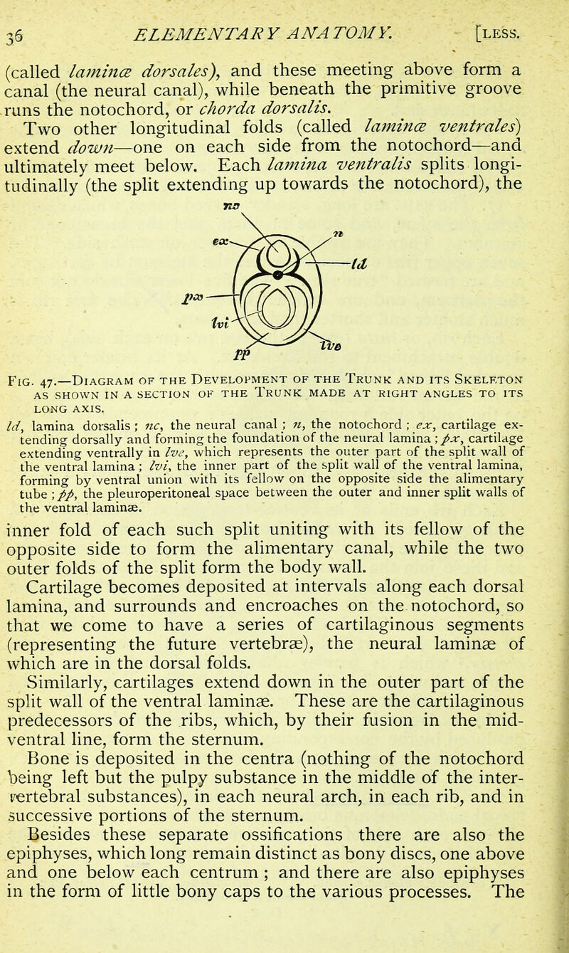 (called lamina dorsales), and these meeting above form a canal (the neural canal), while beneath the primitive groove runs the notochord, or chorda dorsalis. Two other longitudinal folds (called lamina ventrales) extend down—one on each side from the notochord—and ultimately meet below. Each lamina ventralis splits longi- tudinally (the split extending up towards the notochord), the JtSQ Id, Fig. 47.—Diagram of the Development of the Trunk and its Skeleton as shown in a section of the Trunk made at right angles to its long axis. Id, lamina dorsalis ; nc, the neural canal ; n, the notochord ; ex, cartilage ex- tending dorsally and forming the foundation of the neural lamina ; px, cartilage extending ventrally in Ivc, which represents the outer part of the split wall of the ventral lamina ; Ivi, the inner part of the split wall of the ventral lamina, forming by ventral union with its fellow on the opposite side the alimentary tube ; pp, the pleuroperitoneal space between the outer and inner split walls of the ventral laminae. inner fold of each such split uniting with its fellow of the opposite side to form the alimentary canal, while the two outer folds of the split form the body wall. Cartilage becomes deposited at intervals along each dorsal lamina, and surrounds and encroaches on the notochord, so that we come to have a series of cartilaginous segments (representing the future vertebras), the neural laminae of which are in the dorsal folds. Similarly, cartilages extend down in the outer part of the split wall of the ventral laminae. These are the cartilaginous predecessors of the ribs, which, by their fusion in the mid- ventral line, form the sternum. Bone is deposited in the centra (nothing of the notochord being left but the pulpy substance in the middle of the inter- vertebral substances), in each neural arch, in each rib, and in successive portions of the sternum. Besides these separate ossifications there are also the epiphyses, which long remain distinct as bony discs, one above and one below each centrum ; and there are also epiphyses in the form of little bony caps to the various processes. The