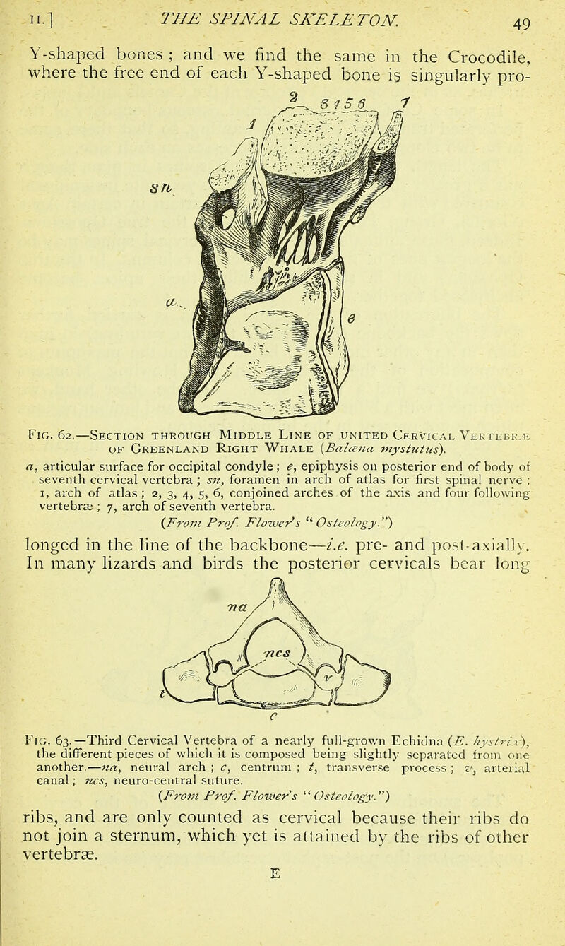 Y-shaped bones ; and we find the same in the Crocodile, where the free end of each Y-shaped bone is singularly pro- Fig. 62.—Section through Middle Line of united Cervical Vertebrae of Greenland Right Whale {Balcena mystutus). a. articular surface for occipital condyle; e, epiphysis 011 posterior end of body of seventh cervical vertebra ; sn, foramen in arch of atlas for first spinal nerve ; 1, arch of atlas; 2, 3, 4, 5, 6, conjoined arches of the axis and four following vertebras ; 7, arch of seventh vertebra. {From Prof. Flower's  Osteology.) longed in the line of the backbone—i.e. pre- and post-axially. In many lizards and birds the posterior cervicals bear long c Fig. 63-—Third Cervical Vertebra of a nearly full-grown Echidna (E. hys/ri.v), the different pieces of which it is composed being slightly separated from one another.—na, neural arch ; c, centrum ; t, transverse process ; v} arterial canal; ncs, neuro-central suture. {From Prof. Flower's Osteology) ribs, and are only counted as cervical because their ribs do not join a sternum, which yet is attained by the ribs of other vertebrse. E