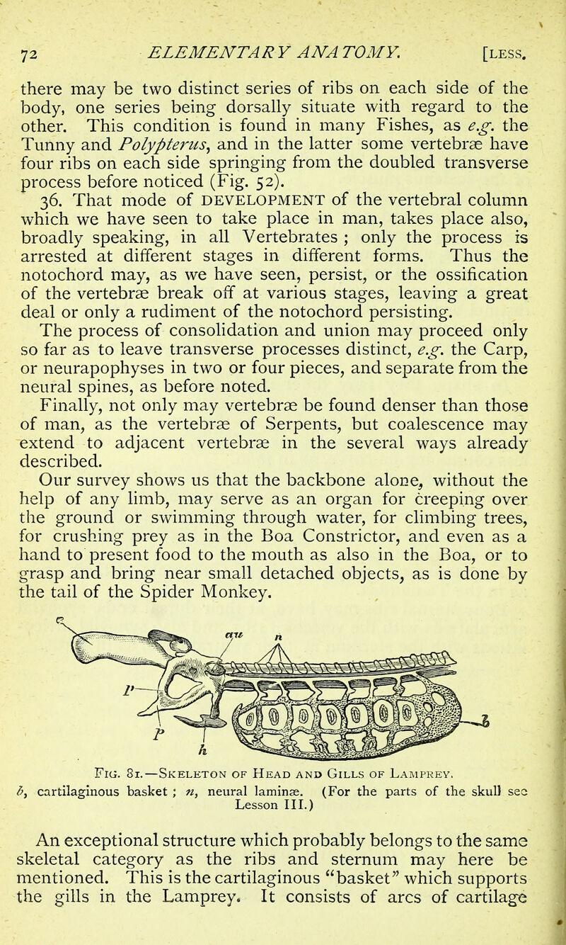 there may be two distinct series of ribs on each side of the body, one series being dorsally situate with regard to the other. This condition is found in many Fishes, as e.g. the Tunny and Polypterus, and in the latter some vertebrae have four ribs on each side springing from the doubled transverse process before noticed (Fig. 52). 36. That mode of development of the vertebral column which we have seen to take place in man, takes place also, broadly speaking, in all Vertebrates ; only the process is arrested at different stages in different forms. Thus the notochord may, as we have seen, persist, or the ossification of the vertebrae break off at various stages, leaving a great deal or only a rudiment of the notochord persisting. The process of consolidation and union may proceed only so far as to leave transverse processes distinct, e.g. the Carp, or neurapophyses in two or four pieces, and separate from the neural spines, as before noted. Finally, not only may vertebrae be found denser than those of man, as the vertebrae of Serpents, but coalescence may extend to adjacent vertebrae in the several ways already described. Our survey shows us that the backbone alone^ without the help of any limb, may serve as an organ for creeping over the ground or swimming through water, for climbing trees, for crushing prey as in the Boa Constrictor, and even as a hand to present food to the mouth as also in the Boa, or to grasp and bring near small detached objects, as is done by the tail of the Spider Monkey. Fig. 81.—Skeleton of Head and Gills of Lamprey. fi, cartilaginous basket ; n, neural laminse. (For the parts of the skull sec Lesson III.) An exceptional structure which probably belongs to the same skeletal category as the ribs and sternum may here be mentioned. This is the cartilaginous basket which supports the gills in the Lamprey. It consists of arcs of cartilage