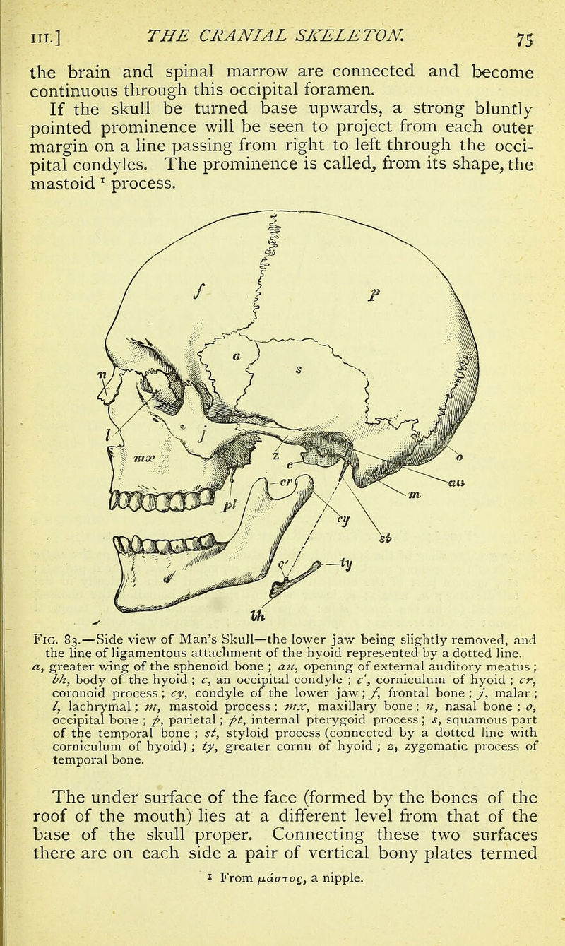 the brain and spinal marrow are connected and become continuous through this occipital foramen. If the skull be turned base upwards, a strong bluntly pointed prominence will be seen to project from each outer margin on a line passing from right to left through the occi- pital condyles. The prominence is called., from its shape, the mastoid 1 process. Fig. 83.—Side view of Man's Skull—the lower jaw being slightly removed, and the line of ligamentous attachment of the hyoid represented by a dotted line. a, greater wing of the sphenoid bone ; au, opening of external auditory meatus ; bh, body of the hyoid ; c, an occipital condyle ; c', corniculum of hyoid ; cr, coronoid process ; cy, condyle of the lower jaw; f, frontal bone ; j, malar ; /, lachrymal; m, mastoid process ; mx, maxillary bone; «, nasal bone ; o, occipital bone ; p, parietal; pt, internal pterygoid process; s, squamous part of the temporal bone ; st, styloid process (connected by a dotted line with corniculum of hyoid) ; ty, greater cornu of hyoid ; z, zygomatic process of temporal bone. The under surface of the face (formed by the bones of the roof of the mouth) lies at a different level from that of the base of the skull proper. Connecting these two surfaces there are on each side a pair of vertical bony plates termed 1 From jjidatoc, a nipple.