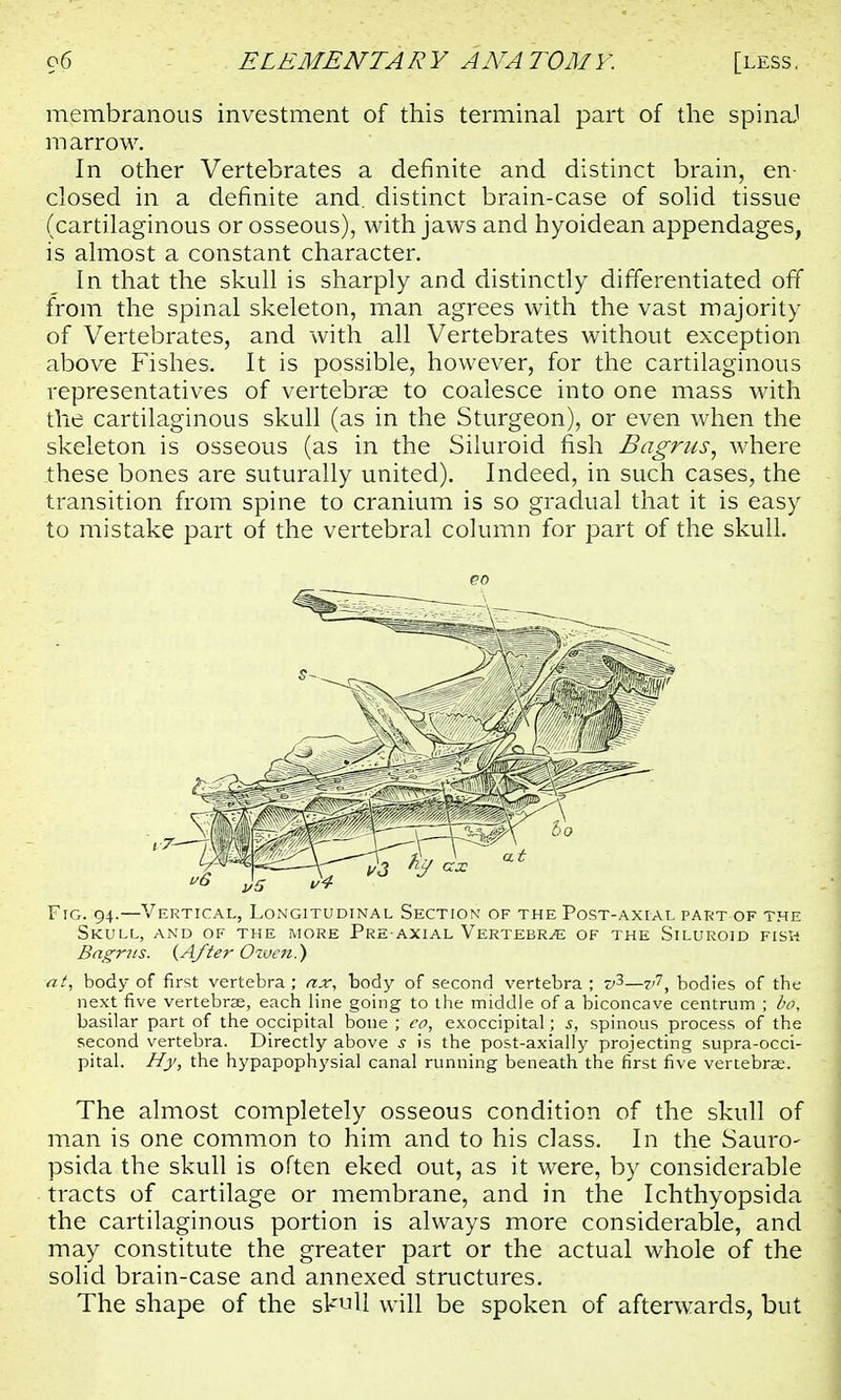 membranous investment of this terminal part of the spinaJ marrow. In other Vertebrates a definite and distinct brain, en- closed in a definite and. distinct brain-case of solid tissue (cartilaginous or osseous), with jaws and hyoidean appendages, is almost a constant character. In that the skull is sharply and distinctly differentiated off from the spinal skeleton, man agrees with the vast majority of Vertebrates, and with all Vertebrates without exception above Fishes. It is possible, however, for the cartilaginous representatives of vertebras to coalesce into one mass with the cartilaginous skull (as in the Sturgeon), or even when the skeleton is osseous (as in the Siluroid fish Bagrus, where these bones are suturally united). Indeed, in such cases, the transition from spine to cranium is so gradual that it is easy to mistake part of the vertebral column for part of the skull. Fig. 94.—Vertical, Longitudinal Section of the Post-axial part of the Skull, and of the more Pre-axial Vertebrae of the Siluroid fish Bagrus. {After Ozven.~) at, body of first vertebra; ax, body of second vertebra; v3—v'', bodies of the next five vertebrae, each line going to the middle of a biconcave centrum ; bo, basilar part of the occipital bone ; co, exoccipital; 5, spinous process of the second vertebra. Directly above s is the post-axially projecting supra-occi- pital. Hy, the hypapophysial canal running beneath the first five vertebras. The almost completely osseous condition of the skull of man is one common to him and to his class. In the Sauro- psida the skull is often eked out, as it were, by considerable tracts of cartilage or membrane, and in the Ichthyopsida the cartilaginous portion is always more considerable, and may constitute the greater part or the actual whole of the solid brain-case and annexed structures. The shape of the skull will be spoken of afterwards, but
