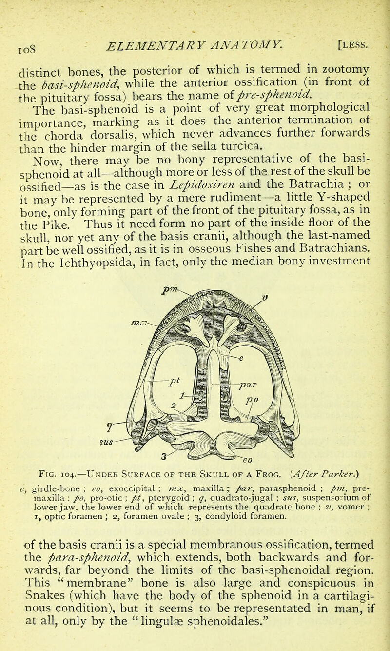 ioS distinct bones, the posterior of which is termed in zootomy the basi-sphenoid, while the anterior ossification (in front of the pituitary fossa) bears the name of pre-sphenoid. The basi-sphenoid is a point of very great morphological importance, marking as it does the anterior termination of the chorda dorsalis, which never advances further forwards than the hinder margin of the sella turcica. Now, there may be no bony representative of the basi- sphenoid at all—although more or less of the rest of the skull be ossified—as is the case in Lepidosiren and the Batrachia ; or it may be represented by a mere rudiment—a little Y-shaped bone, only forming part of the front of the pituitary fossa, as in the Pike. Thus it need form no part of the inside floor of the skull, nor yet any of the basis cranii, although the last-named part be well ossified, as it is in osseous Fishes and Batrachians. In the Ichthyopsida, in fact, only the median bony investment Fig. 104.—Under Surface of the Skull of a Frog. [After Parker.) c, girdle-bone ; eo, exoccipital ; mx, maxilla; par, parasphenoid ; pm, pre- maxilla : po, pro-otic ; pt, pterygoid ; q, quadrato-jugal ; stts, suspensorium of lower jaw, the lower end of which represents the quadrate bone ; v, vomer ; of the basis cranii is a special membranous ossification, termed the fiara-sphenoid, which extends, both backwards and for- wards, far beyond the limits of the basi-sphenoidal region. This membrane bone is also large and conspicuous in Snakes (which have the body of the sphenoid in a cartilagi- nous condition), but it seems to be representated in man, if at all, only by the lingular sphenoidales. eo