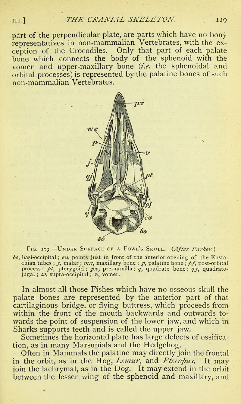 part of the perpendicular plate, are parts which have no bony representatives in non-mammalian Vertebrates, with the ex- ception of the Crocodiles. Only that part of each palate bone which connects the body of the sphenoid with the vomer and upper-maxillary bone (i.e. the sphenoidal and orbital processes) is represented by the palatine bones of such non-mammalian Vertebrates. Fig. 109.—Under Surface of a Fowl's Skull. {After Parker.) lo. basi-occipital ; eu, points just in front of the anterior opening of the Eusta- chian tubes ; j, malar ; mx, maxillary bone ; p, palatine bone \pf, post-orbital process; pt, pterygoid; px, pre-maxilla; q, quadrate bone; qj, quadrato- jugal; so, supra-occipital; v, vomer. In almost all those Fishes which have no osseous skull the palate bones are represented by the anterior part of that cartilaginous bridge, or flying buttress, which proceeds from within the front of the mouth backwards and outwards to- wards the point of suspension of the lower jaw, and which in Sharks supports teeth and is called the upper jaw. Sometimes the horizontal plate has large defects of ossifica- tion, as in many Marsupials and the Hedgehog. Often in Mammals the palatine may directly join the frontal in the orbit, as in the Hog, Lemur, and Pteropus. It may join the lachrymal, as in the Dog. It may extend in the orbit between the lesser wing of the sphenoid and maxillary, and