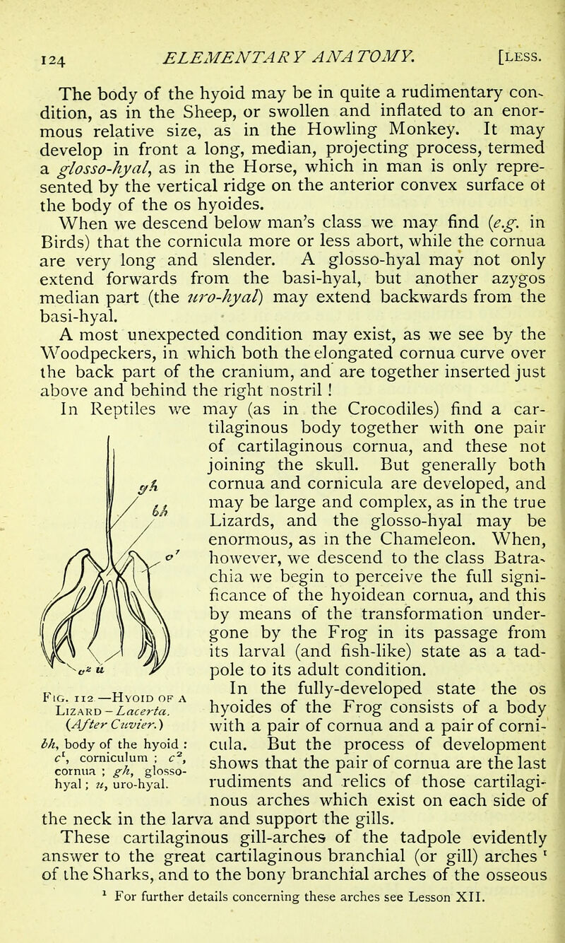 The body of the hyoid may be in quite a rudimentary con- dition, as in the Sheep, or swollen and inflated to an enor- mous relative size, as in the Howling Monkey. It may develop in front a long, median, projecting process, termed a glosso-hyal, as in the Horse, which in man is only repre- sented by the vertical ridge on the anterior convex surface ot the body of the os hyoides. When we descend below man's class we may find {e.g. in Birds) that the cornicula more or less abort, while the cornua are very long and slender. A glosso-hyal may not only extend forwards from the basi-hyal, but another azygos median part (the nro-hyal) may extend backwards from the basi-hyal. A most unexpected condition may exist, as we see by the Woodpeckers, in which both the elongated cornua curve over the back part of the cranium, and are together inserted just above and behind the right nostril ! In Reptiles we may (as in the Crocodiles) find a car- tilaginous body together with one pair of cartilaginous cornua, and these not joining the skull. But generally both cornua and cornicula are developed, and may be large and complex, as in the true Lizards, and the glosso-hyal may be enormous, as in the Chameleon. When, however, we descend to the class Batra- chia we begin to perceive the full signi- ficance of the hyoidean cornua, and this by means of the transformation under- gone by the Frog in its passage from its larval (and fish-like) state as a tad- pole to its adult condition. In the fully-developed state the os hyoides of the Frog consists of a body with a pair of cornua and a pair of corni- cula. But the process of development shows that the pair of cornua are the last rudiments and relics of those cartilagi- nous arches which exist on each side of the neck in the larva and support the gills. These cartilaginous gill-arches of the tadpole evidently answer to the great cartilaginous branchial (or gill) arches 1 of the Sharks, and to the bony branchial arches of the osseous 1 For further details concerning these arches see Lesson XII. Fig. ii2—Hyoid of a Lizard — Lacerta. {After Cuvier.) bh, body of the hyoid : cl, corniculum ; c2, cornua ; gk, glosso- hyal ; u, uro-hyal.