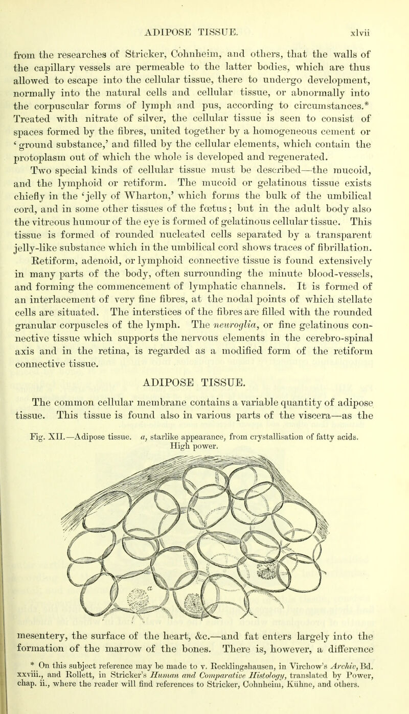 from the researches of Strieker, Cohnheim, and others, that the walls of the capillary vessels are permeable to the latter bodies, which are thus allowed to escape into the cellular tissue, there to undergo development, normally into the natural cells and cellular tissue, or abnormally into the corpuscular forms of lymph and pus, according to circumstances.* Treated with nitrate of silver, the cellular tissue is seen to consist of spaces formed by the fibres, united together by a homogeneous cement or 6 ground substance,' and filled by the cellular elements, which contain the protoplasm out of which the whole is developed and regenerated. Two special kinds of cellular tissue must be described—the mucoid, and the lymphoid or retiform. The mucoid or gelatinous tissue exists chiefly in the 'jelly of Wharton,' which forms the bulk of the umbilical cord, and in some other tissues of the foetus; but in the adult body also the vitreous humour of the eye is formed of gelatinous cellular tissue. This tissue is formed of rounded nucleated cells separated by a transparent jelly-like substance which in the umbilical cord shows traces of fibrillation. Retiform, adenoid, or lymphoid connective tissue is found extensively in many parts of the body, often surrounding the minute blood-vessels, and forming the commencement of lymphatic channels. It is formed of an interlacement of very fine fibres, at the nodal points of which stellate cells are situated. The interstices of the fibres are filled with the rounded granular corpuscles of the lymph. The neuroglia, or fine gelatinous con- nective tissue which supports the nervous elements in the cerebro-spinal axis and in the retina, is regarded as a modified form of the retiform connective tissue. ADIPOSE TISSUE. The common cellular membrane contains a variable quantity of adipose tissue. This tissue is found also in various parts of the viscera—as the Fig-. XII.—Adipose tissue, a, starlike appearance, from crystallisation of fatty acids, High power. mesentery, the surface of the heart, &c.—and fat enters largely into the formation of the marrow of the bones. There is, however, a difference * On this subject reference may he made to v. Recklingshausen, in Virchow's Archiv, Bd. xxviii.^ and Rollett, in Strieker's Human and Comparative Histology, translated by Power, chap, ii., where the reader will find references to Strieker, Oohnheim, Kiihne, and others.