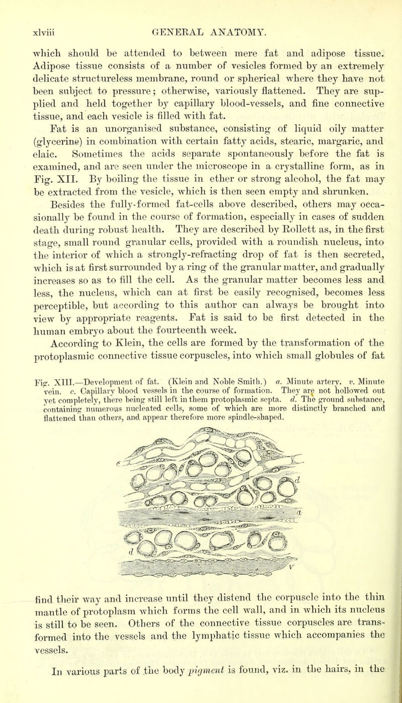 which should be attended to between mere fat and adipose tissue. Adipose tissue consists of a number of vesicles formed by an extremely delicate structureless membrane, round or spherical where they have not been subject to pressure; otherwise, variously flattened. They are sup- plied and held together b}r capillary blood-vessels, and fine connective tissue, and each vesicle is filled with fat. Eat is an unorganised substance, consisting of liquid oily matter (glycerine) in combination with certain fatty acids, stearic, margaric, and elaic. Sometimes the acids separate spontaneously before the fat is examined, and are seen under the microscope in a crystalline form, as in Fig. XII. By boiling the tissue in ether or strong alcohol, the fat may be extracted from the vesicle, which is then seen empty and shrunken. Besides the fully-formed fat-cells above described, others may occa- sionally be found in the course of formation, especially in cases of sudden death during robust health. They are described by Rollett as, in the first stage, small round granular cells, provided with a roundish nucleus, into the interior of which a strongly-refracting drop of fat is then secreted, which is at first surrounded by a ring of the granular matter, and gradually increases so as to fill the cell. As the granular matter becomes less and less, the nucleus, which can at first be easily recognised, becomes less perceptible, but according to this author can always be brought into view by appropriate reagents. Eat is said to be first detected in the human embryo about the fourteenth week. According to Klein, the cells are formed by the transformation of the protoplasmic connective tissue corpuscles, into which small globules of fat Fiff. XIII.—Development of fat. (Klein and Noble Smith.) a. Minute artery, v. Minute vein. c. Capillary blood vessels in the course of formation. They are not hollowed out yet completely, there being still left in them protoplasmic septa, d. The ground substance, containing numerous nucleated cells, some of which are more distinctly branched and flattened than others, and appear therefore more spindle-shaped. find their way and increase until they distend the corpuscle into the thin mantle of protoplasm which forms the cell wall, and in which its nucleus is still to be seen. Others of the connective tissue corpuscles are trans- formed into the vessels and the lymphatic tissue which accompanies the vessels. In various parts of .the body pigment is found, viz. in the hairs, in the