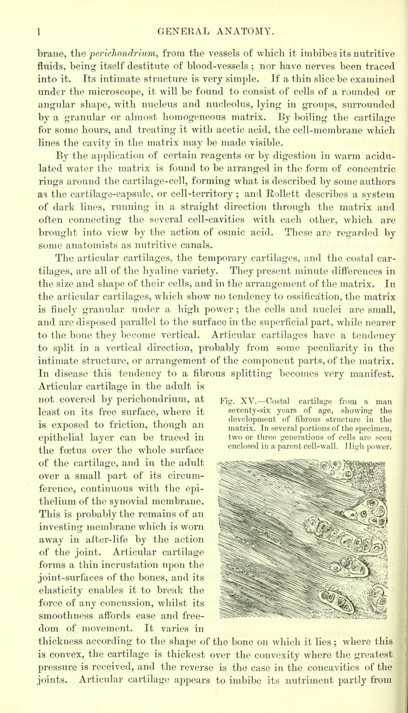 brane, the perichondrium, from the vessels of which it imbibes its nutritive fluids, being itself destitute of blood-vessels ; nor have nerves been traced into it. Its intimate structure is very simple. If a thin slice be examined under the microscope, it will be found to consist of cells of a rounded or angular shape, with nucleus and nucleolus, lying in groups, surrounded by a granular or almost homogeneous matrix. By boiling the cartilage for some hours, and treating it with acetic acid, the cell-membrane which lines the cavity in the matrix may be made visible. By the application of certain reagents or by digestion in warm acidu- lated water the matrix is found to be arranged in the form of concentric rings around the cartilage-cell, forming what is described by some authors as the cartilage-capsule, or cell-territory ; and Rollett describes a system of dark lines, running in a straight direction through the matrix and often connecting the several cell-cavities with each other, which are brought into view by the action of osmic acid. These are regarded by some anatomists as nutritive canals. The articular cartilages, the temporary cartilages, and the costal car- tilages, are all of the hyaline variety. They present minute differences in the size and shape of their cells, and in the arrangement of the matrix. In the articular cartilages, which show no tendency to ossification, the matrix is finely granular under a high power; the cells and nuclei are small, and are disposed parallel to the surface in the superficial part, while nearer to the bone they become vertical. Articular cartilages have a tendency to split in a vertical direction, probably from some peculiarity in the intimate structure, or arrangement of the component parts, of the matrix. In disease this tendency to a fibrous splitting becomes very manifest. Articular cartilage in the adult is not covered by perichondrium, at least on its free surface, where it is exposed to friction, though an epithelial layer can be traced in the foetus over the wThole surface of the cartilage, and in the adult over a small part of its circum- ference, continuous with the epi- thelium of the synovial membrane. This is probably the remains of an investing membrane which is worn away in after-life by the action of the joint. Articular cartilage forms a thin incrustation upon the joint-surfaces of the bones, and its elasticity enables it to break the force of any concussion, whilst its smoothness affords ease and free- dom of movement. It varies in thickness according to the shape of the bone on which it lies; where this is convex, the cartilage is thickest over the convexity where the greatest pressure is received, and the reverse is the case in the concavities of the joints. Articular cartilage appears to imbibe its nutriment partly from Fig. XV.-—Costal cartilage from a man seventy-six years of age, showing the development of fibrous structure in the matrix. In several portions of the specimen, two or three generations of cells are seen enclosed in a parent cell-wall. High power.