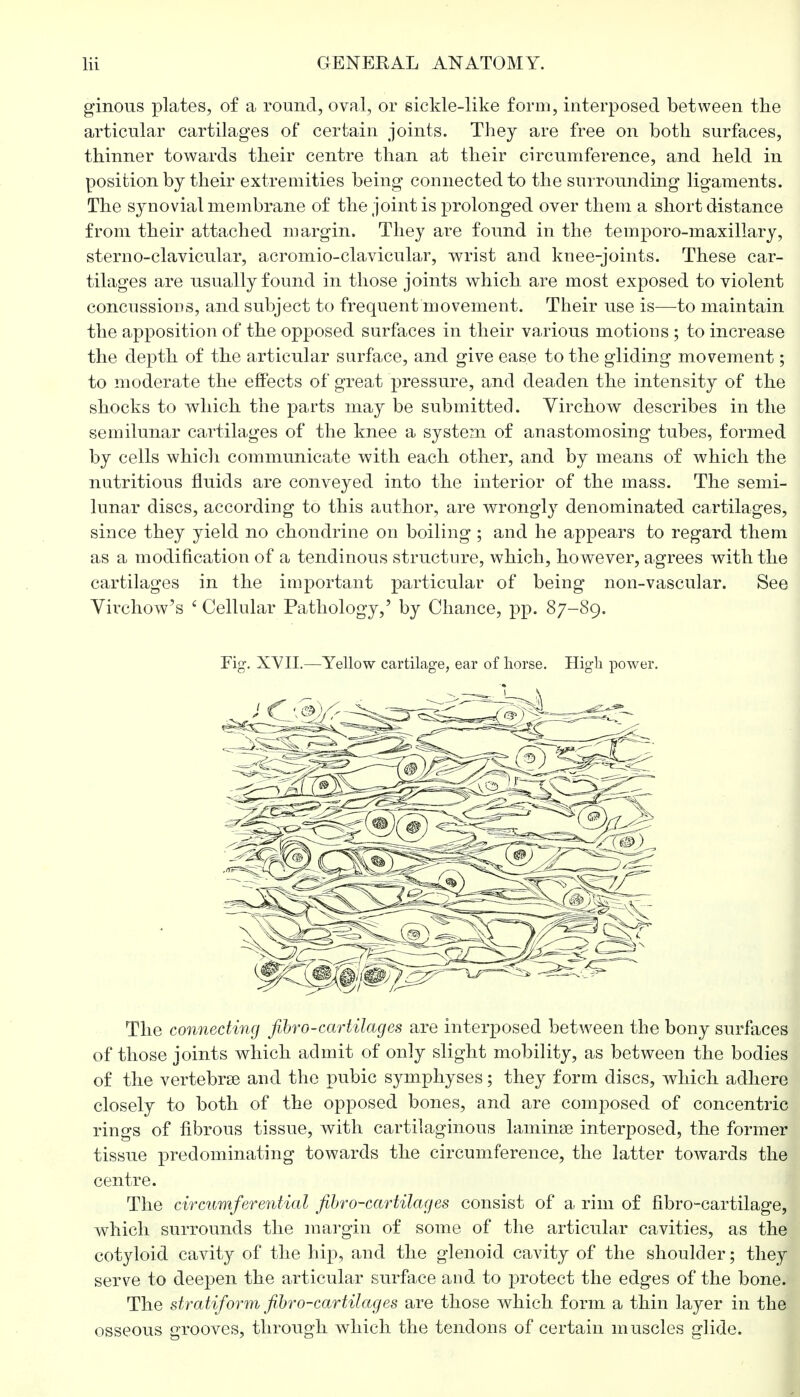 ginous plates, of a round, oval, or sickle-like form, interposed between the articular cartilages of certain joints. They are free on both surfaces, thinner towards their centre than at their circumference, and held in position by their extremities being connected to the surrounding ligaments. The synovial membrane of the joint is prolonged over them a short distance from their attached margin. They are found in the temporo-maxillary, sterno-clavicular, acromio-clavicular, wrist and knee-joints. These car- tilages are usually found in those joints which are most exposed to violent concussions, and subject to frequent movement. Their use is—to maintain the apposition of the opposed surfaces in their various motions ; to increase the depth of the articular surface, and give ease to the gliding movement; to moderate the effects of great pressure, and deaden the intensity of the shocks to which the parts may be submitted. Virchow describes in the semilunar cartilages of the knee a system of anastomosing tubes, formed by cells which communicate with each other, and by means of which the nutritious fluids are conveyed into the interior of the mass. The semi- lunar discs, according to this author, are wrongly denominated cartilages, since they yield no chondrine on boiling ; and he appears to regard them as a modification of a tendinous structure, which, however, agrees with the cartilages in the important particular of being non-vascular. See Yirchow's ' Cellular Pathology,' by Chance, pp. 87-89. Fig. XVII.—Yellow cartilage, ear of horse. Hig-li power. The connecting fibro-cartilages are interposed between the bony surfaces of those joints which admit of only slight mobility, as between the bodies of the vertebrse and the pubic symphyses; they form discs, which adhere closely to both of the opposed bones, and are composed of concentric rings of fibrous tissue, with cartilaginous laminae interposed, the former tissue predominating towards the circumference, the latter towards the centre. The circumferential fibro-cartilages consist of a rim of fibro-cartilage, which surrounds the margin of some of the articular cavities, as the cotyloid cavity of the hip, and the glenoid cavity of the shoulder; they serve to deepen the articular surface and to protect the edges of the bone. The stratiform fibro-cartilages are those which form a thin layer in the osseous grooves, through which the tendons of certain muscles glide.