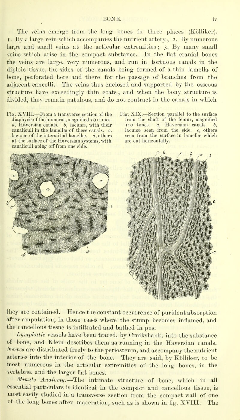 The veins emerge from the long bones in three places (Kolliker). I. By a large vein which accompanies the nutrient artery ; 2. By numerous large and small veins at the articular extremities; 3. By many small veins which arise in the compact substance. In the flat cranial bones the veins are large, very numerous, and run in tortuous canals in the diploic tissue, the sides of the canals being formed of a thin lamella of bone, perforated here and there for the passage of branches from the adjacent cancelli. The veins thus enclosed and supported by the osseous structure have exceedingly thin coats ; and when the bony structure is divided, they remain patulous, and do not contract in the canals in which Fig\ XVIII.—From a transverse section of the diaphy sis of the humerus, magnified 350 times. a, Haversian cauals. b, lacunae, with their canaliculi in the lamella? of these canals, c, lacunas of the interstitial lamellae, d, others at the surface of the Haversian systems, with canaliculi going off from one side. Fig. XIX.—Section parallel to the surface from the shaft of the femur, magnified 100 times, a, Haversian canals, b, lacunae seen from the side, c, others seen from the surface in lamellae which are cut horizontally. they are contained. Hence the constant occurrence of purulent absorption after amputation, in those cases where the stump becomes inflamed, and the cancellous tissue is infiltrated and bathed in pus. Lymphatic vessels have been traced, by Cruikshank, into the substance of bone, and Klein describes them as running in the Haversian canals. Nerves are distributed freely to the periosteum, and accompany the nutrient arteries into the interior of the bone. They are said, by Kolliker, to be most numerous in the articular extremities of the long bones, in the vertebra, and the larger flat bones. Minute Anatomy.—The intimate structure of bone, which in all essential particulars is identical in the compact and cancellous tissue, is most easily studied in a transverse section from the compact wall of one of the long bones after maceration, such as is shown in fig. XVIII. The