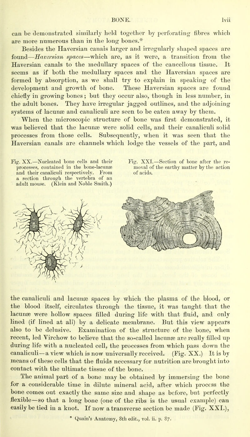 can be demonstrated similarly held together by perforating- fibres which are more numerous than in the long bones.* Besides the Haversian canals larger and irregularly shaped spaces are found—Haversian spaces—which are, as it were, a transition from the Haversian canals to the medullary spaces of the cancellous tissue. It seems as if both the medullary spaces and the Haversian spaces are formed by absorption, as we shall try to explain in speaking of the development and growth of bone. These Haversian spaces are found chiefly in growing bones; but they occur also, though in less number, in the adult bones. They have irregular jagged outlines, and the adjoining systems of lacunse and canaliculi are seen to be eaten away by them. When the microscopic structure of bone was first demonstrated, it was believed that the lacunse were solid cells, and their canaliculi solid processes from those cells. Subsequently, when it was seen that the Haversian canals are channels which lodge the vessels of the part, and Fig. XX.—Nucleated bone cells and their processes, contained in the hone-lacunas and their canaliculi respectively. From a section through the vertebra of an adult mouse. (Klein and Noble Smith.) As Fig. XXI.—Section of bone after the re- moval of the earthy matter by the action of acids. the canaliculi and lacunse spaces by which the plasma of the blood, or the blood itself, circulates through the tissue, it was taught that the lacunse were hollow spaces filled during life with that fluid, and only lined (if lined at all) by a delicate membrane* But this view appeal's also to be delusive. Examination of the structure of the bone, when recent, led Virchow to believe that the so-called lacunse are really filled up during life with a nucleated cell, the processes from which pass down the canaliculi—a view which is now universally received. (Fig- XX.) It is by means of these cells that the fluids necessary for nutrition are brought into contact with the ultimate tissue of the bone. The animal part of a bone may be obtained by immersing the bone for a considerable time in dilute mineral acid, after which process the bone comes out exactly the same size and shape as before, but perfectly flexible—so that a long bone (one of the ribs is the usual example) can easily be tied in a knot. If now a transverse section be made (Fig. XXI,), * Quain's Anatomy, 8th edit,, vol. ii. p. 87,