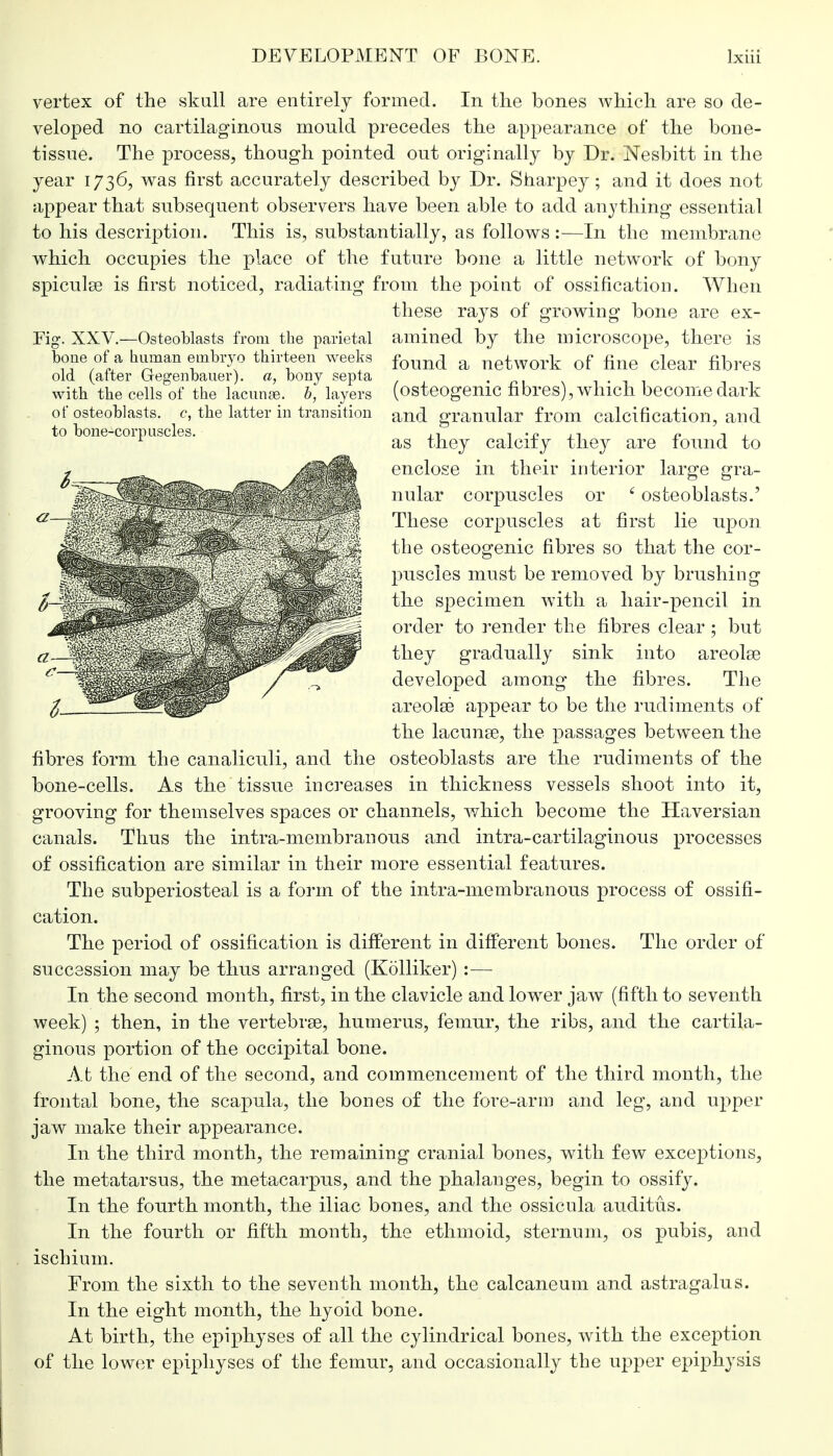 vertex of the skull are entirely formed. In the bones which are so de- veloped no cartilaginous mould precedes the appearance of the bone- tissue. The process, though pointed out originally by Dr. Nesbitt in the year 1736, was first accurately described by Dr. Sharpey; and it does not appear that subsequent observers have been able to add anything essential to his description. This is, substantially, as follows :—In the membrane which occupies the place of the future bone a little network of bony spiculse is first noticed, radiating from the point of ossification. When these rays of growing bone are ex- amined by the microscope, there is found a network of fine clear fibres (osteogenic fibres), which become dark and granular from calcification, and as they calcify they are found to enclose in their interior large gra- nular corpuscles or £ osteoblasts.' These corpuscles at first lie upon the osteogenic fibres so that the cor- puscles must be removed by brushing the specimen with a hair-pencil in order to render the fibres clear; but they gradually sink into areolse developed among the fibres. The areola? appear to be the rudiments of the laeume, the passages between the osteoblasts are the rudiments of the in thickness vessels shoot into it, from the parietal bone of a human embryo thirteen weeks old (after Gegenbauer). a, bony septa with the cells of the lacunae, b, layers of osteoblasts, c, the latter in transition to bone-corpuscles. the fibres form the canaliculi, and bone-cells. As the tissue increases grooving for themselves spaces or channels, which become the Haversian canals. Thus the intra-membranous and intra-cartilaginous processes of ossification are similar in their more essential features. The subperiosteal is a form of the intra-membranous process of ossifi- cation. The period of ossification is different in different bones. The order of succession may be thus arranged (Kolliker) :— In the second month, first, in the clavicle and lower jaw (fifth to seventh week) ; then, in the vertebras, humerus, femur, the ribs, and the cartila- ginous portion of the occipital bone. At the end of the second, and commencement of the third month, the frontal bone, the scapula, the bones of the fore-arm and leg, and upper jaw make their appearance. In the third month, the remaining cranial bones, with few exceptions, the metatarsus, the metacarpus, and the phalanges, begin to ossify. In the fourth month, the iliac bones, and the ossicula auditus. In the fourth or fifth month, the ethmoid, sternum, os pubis, and ischium. From the sixth to the seventh month, the calcaneum and astragalus. In the eight month, the hyoid bone. At birth, the epiphyses of all the cylindrical bones, with the exception of the lower epiphyses of the femur, and occasionally the upper epiphysis