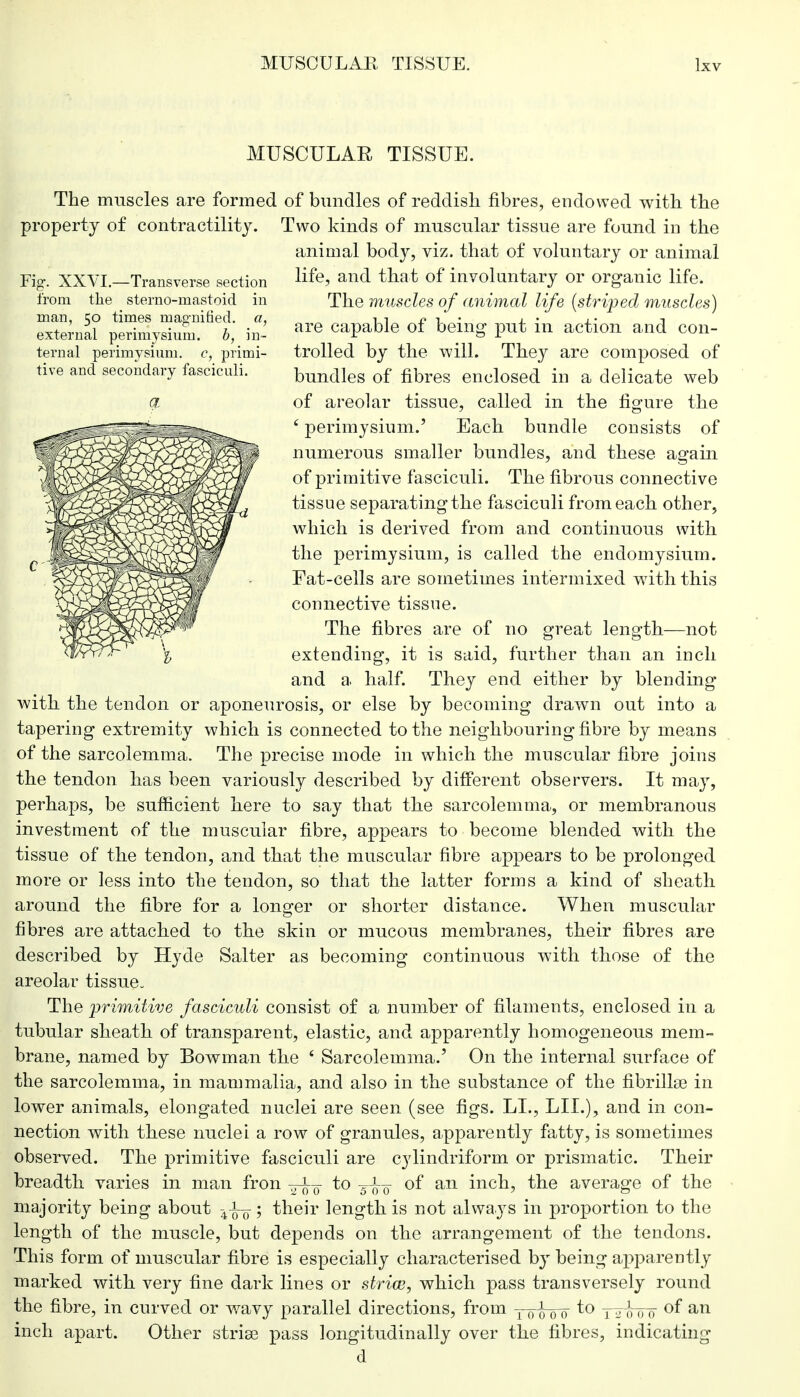 MUSCULAR TISSUE. Fig*. XXVI.—Transverse section from the sterno-mastoid in man, 50 times magnified, a, external perimysium, b, in- ternal perimysium, c, primi- tive and secondary fasciculi. The muscles are formed of bundles of reddish fibres, endowed with the property of contractility. Two kinds of muscular tissue are found in the animal body, viz. that of voluntary or animal life, and that of involuntary or organic life. The muscles of animal life (striped muscles) are capable of being put in action and con- trolled by the will. They are composed of bundles of fibres enclosed in a delicate web of areolar tissue, called in the figure the £ perimysium.' Each bundle consists of numerous smaller bundles, and these again of primitive fasciculi. The fibrous connective tissue separating the fasciculi from each other, which is derived from and continuous with the perimysium, is called the endomysium. Fat-cells are sometimes intermixed writh this connective tissue. The fibres are of no great length—not extending, it is said, further than an inch and a half. They end either by blending with the tendon or aponeurosis, or else by becoming drawn out into a tapering extremity which is connected to the neighbouring fibre by means of the sarcolemma. The precise mode in which the muscular fibre joins the tendon has been variously described by different observers. It may, perhaps, be sufficient here to say that the sarcolemma, or membranous investment of the muscular fibre, appears to become blended with the tissue of the tendon, and that the muscular fibre appears to be prolonged more or less into the tendon, so that the latter forms a kind of sheath around the fibre for a longer or shorter distance. When muscular fibres are attached to the skin or mucous membranes, their fibres are described by Hyde Salter as becoming continuous with those of the areolar tissue- The primitive fasciculi consist of a number of filaments, enclosed in a tubular sheath of transparent, elastic, and apparently homogeneous mem- brane, named by Bowman the ' Sarcolemma.' On the internal surface of the sarcolemma, in mammalia, and also in the substance of the fibrillar in lower animals, elongated nuclei are seen (see figs. LI., LIL), and in con- nection with these nuclei a row of granules, apparently fatty, is sometimes observed. The primitive fasciculi are cylindriform or prismatic. Their breadth varies in man fron ^-i^ to ^-J-q of an inch, the average of the majority being about ; their length is not always in proportion to the length of the muscle, but depends on the arrangement of the tendons. This form of muscular fibre is especially characterised by being apparently marked with very fine dark lines or strim, which pass transversely round the fibre, in curved or wavy parallel directions, from yyL^ to 12l00 of an inch apart. Other striae pass longitudinally over the fibres, indicating d