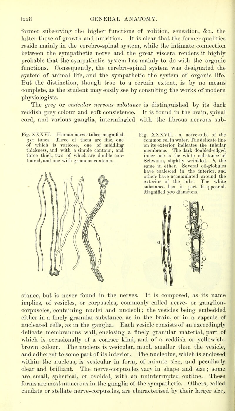 former subserving' the higher functions of volition, sensation, &c., the latter those of growth and nutrition. It is clear that the former qualities reside mainly in the cerebro-spinal system, while the intimate connection between the sympathetic nerve and the great viscera renders it highly probable that the sympathetic system has mainly to do with the organic functions. Consequently, the cerebro-spinal system was designated the system of animal life, and the sympathetic the system of organic life. But the distinction, though true to a certain extent, is by no means complete, as the student may easily see by consulting the works of modern physiologists. The grey or vesicular nervous substance is distinguished by its dark reddish-grey colour and soft consistence. It is found in the brain, spinal cord, and various ganglia, intermingled with the fibrous nervous sub- Fig-. XXXVI.—Human nerve-tubes, magnified 350 times. Three of them are fine, one of which is varicose, one of middling thickness, and with a simple contour; and three thick, two of which are double con- toured, and one with grimious contents. Fig. XXXVII.—a, nerve-tube of the common eel in water. The delicate line on its exterior indicates the tubular membrane. The dark doubled-edged inner one is the white substance of Schwann, slightly wrinkled, b, the same in ether. Several oil-globules have coalesced in the interior, and others have accumulated around the exterior of the tube. The white substance has in part disappeared. Magnified 300 diameters. stance, but is never found in the nerves. It is composed, as its name implies, of vesicles, or corpuscles, commonly called nerve- or ganglion- corpuscles, containing nuclei and nucleoli; the vesicles being embedded either in a finely granular substance, as in the brain, or in a capsule of nucleated cells, as in the ganglia. Each vesicle consists of an exceedingly delicate membranous wall, enclosing a finely granular material, part of which is occasionally of a coarser kind, and of a reddish or yellowish- brown colour. The nucleus is vesicular, much smaller than the vesicle, and adherent to some part of its interior. The nucleolus, which is enclosed within the nucleus, is vesicular in form, of minute size, and peculiarly clear and brilliant. The nerve-corpuscles vary in shape and size; some are small, spherical, or ovoidal, with an uninterrupted outline. These forms are most numerous in the ganglia of the sympathetic. Others, called caudate or stellate nerve-corpuscles, are characterised by their larger size,