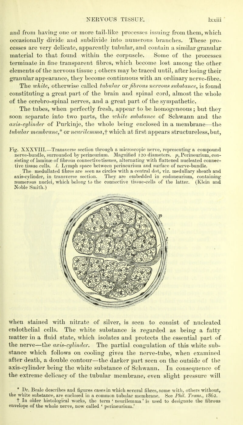 and from having one or more tail-like processes issuing from them, which occasionally divide and subdivide into numerous branches. These pro- cesses are very delicate, apparently tubular, and contain a similar granular material to that found, within the corpuscle. Some of the processes terminate in fine transparent fibres, which become lost among the other elements of the nervous tissue ; others may be traced until, after losing their granular appearance, they become continuous with an ordinary nerve-fibre. The white, otherwise called tubular or fibrous nervous substance, is found constituting a great part of the brain and. spinal cord, almost the whole of the cerebro-spinal nerves, and a great part of the sympathetic. The tubes, when perfectly fresh, appear to be homogeneous; but they soon separate into two parts, the ivhite substance of Schwann and the axis-cylinder of Purkinje, the whole being enclosed, in a membrane—the tubular membrane* or neurilemma,^ which at first appears structureless, but, Fig. XXXVIIL-—Transverse section through a microscopic nerve, representing a compound nerve-bundle, surrounded by perineurium. Magnified 120 diameters, p, Perineurium, con- sisting of laminae of fibrous connective tissues, alternating with flattened nucleated connec- tive tissue cells. /. Lymph space between perineurium and surface of nerve-bundle. The medullated fibres are seen as circles with a central dot, viz. medullary sheath and axis-cylinder, in transverse section. They are embedded in endoneurium, containing numerous nuclei, which belong to the connective tissue-cells of the latter. (Klein and Noble Smith.) when stained with nitrate of silver, is seen to consist of nucleated endothelial cells. The white substance is regarded as being a fatty matter in a fluid state, which isolates and protects the essential part of the nerve—the axis-cylinder. The partial coagulation of this white sub- stance which follows on cooling gives the nerve-tube, when examined after death, a double contour—the darker part seen on the outside of the axis-cylinder being the white substance of Schwann. In consequence of the extreme delicacy of the tubular membrane, even slight pressure will * Dr. Beale describes and figures cases in which several fibres, some with, others without, the white substance, are enclosed in a common tubular membrane. See Phil. Trans., 1862. t In older histological works, the term ' neurilemma' is used to designate the fibrous envelope of the whole nerve, now called ' perineurium.'