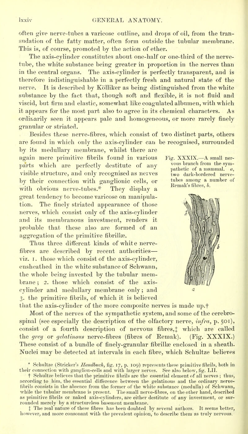 Fig. XXXIX.—A small ner- vous branch from the sym- pathetic of a mammal, a, two dark-bordered nerve- tubes among a number of Remak's fibres, b. often give nerve-tubes a varicose outline, and drops of oil, from the tran- sudation of the fatty matter, often form outside the tubular membrane. This is, of course, promoted by the action of ether. The axis-cylinder constitutes about one-half or one-third of the nerve- tube, the white substance being greater in proportion in the nerves than in the central organs. The axis-cylinder is perfectly transparent, and is therefore indistinguishable in a perfectly fresh and natural state of the nerve. It is described by Kolliker as being distinguished from the white substance by the fact that, though, soft and flexible, it is not fluid and viscid, but firm and elastic, somewhat like coagulated albumen, with which it appears for the most part also to agree in its chemical characters. As ordinarily seen it appears pale and homogeneous, or more rarely finely granular or striated. Besides these nerve-fibres, which consist of two distinct parts, others are found in which only the axis-cylinder can be recognised, surrounded by its medullary membrane, whilst there are again mere primitive fibrils found in various parts which are perfectly destitute of any visible structure, and only recognised as nerves by their connection with ganglionic cells, or with obvious nerve-tubes.* They display a great tendency to become varicose on manipula- tion. The finely striated appearance of those nerves, which consist only of the axis-cylinder and its membranous investment, renders it probable that these also are formed of an aggregation of the primitive fibrillar. Thus three different kinds of white nerve- fibres are described by recent authorities— viz. i. those which consist of the axis-cylinder, ensheathed in the white substance of Schwann, the whole being invested by the tubular mem- brane ; 2. those which consist of the axis- cylinder and medullary membrane only; and # 3. the primitive fibrils, of which it is believed that the axis-cylinder of the more composite nerves is made up.t Most of the nerves of the sympathetic system, and some of the cerebro- spinal (see especially the description of the olfactory nerve, infra, p. 501), consist of a fourth description of nervous fibres,% which are called the grey or gelatinous nerve-fibres (fibres of Remak). (Fig. XXXIX.) These consist of a bundle of finely-granular fibrillso enclosed in a sheath. Nuclei may be detected at intervals in each fibre, which Schultze believes * Schultze (Strieker's Ilandbuch, fig. 17, p. 109) represents these piimitive fibrils, both in their connection with ganglion-cells and with larger nerves. See also below, fig. LII. t Schultze believes that the primitive fibrils are the essential element of all nerves ; thus, according to him, the essential difference between the gelatinous and the ordinary nerve- fibrils consists in the absence from the former of the white substance (medulla) of Schwann, while the tubular membrane is present. The small nerve-fibres, on the other hand, described as primitive fibrils or naked axis-cylinders, are either destitute of any investment, or sur- rounded merely by a structureless basement membrane. X The real nature of these fibres has been doubted by several authors. It seems better, however, and more consonant with the prevalent opinion, to describe them as truly nervous.