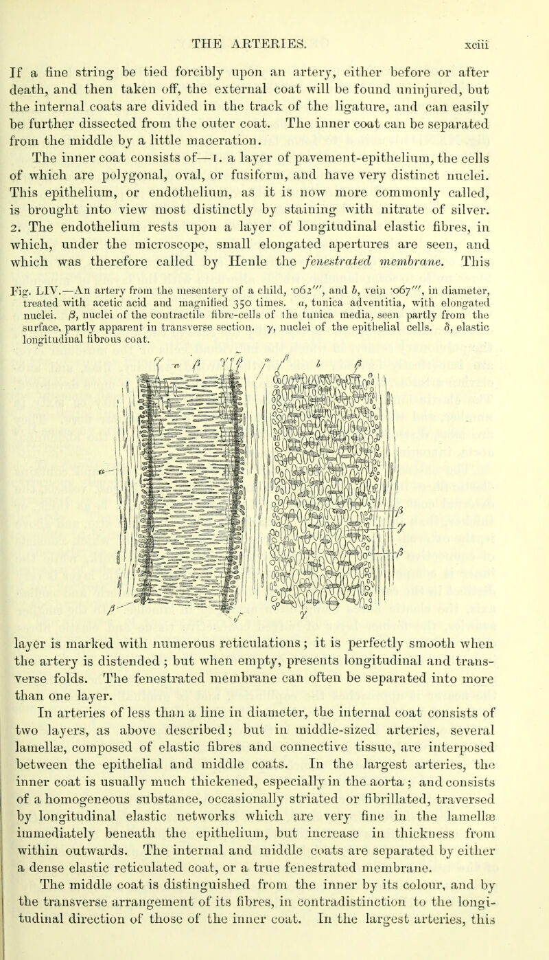 If a fine string* be tied forcibly upon an artery, either before or after death, and then taken off, the external coat will be found uninjured, but the internal coats are divided in the track of the ligature, and can easily be further dissected from the outer coat. The inner coat can be separated from the middle by a little maceration. The inner coat consists of—r. a layer of pavement-epithelium, the cells of which are polygonal, oval, or fusiform, and have very distinct nuclei. This epithelium, or endothelium, as it is now more commonly called, is brought into view most distinctly by staining with nitrate of silver. 2. The endothelium rests upon a layer of longitudinal elastic fibres, in which, under the microscope, small elongated apertures are seen, and which was therefore called by Henle the fenestrated membrane. This Fig. LIV.—An artery from the mesentery of a child, -062', and b, vein 'o(fj'', in diameter, treated with acetic acid and magnified 350 times, a, tunica adventitia, with elongated nuclei. (3, nuclei of the contractile fibre-cells of the tunica media, seen partly from the surface, partly apparent in transverse section, y, nuclei of the epithelial cells. S, elastic longitudinal fibrous coat. layer is marked with numerous reticulations; it is perfectly smooth when the artery is distended ; but when empty, presents longitudinal and trans- verse folds. The fenestrated membrane can often be separated into more than one layer. In arteries of less than a line in diameter, the internal coat consists of two layers, as above described; but in middle-sized arteries, several lamella?, composed of elastic fibres and connective tissue, are interposed between the epithelial and middle coats. In the largest arteries, the inner coat is usually much thickened, especially in the aorta ; and consists of a homogeneous substance, occasionally striated or fibrillated, traversed by longitudinal elastic networks which are very fine in the lamella) immediately beneath the epithelium, but increase in thickness from within outwards. The internal and middle coats are separated by either a dense elastic reticulated coat, or a true fenestrated membrane. The middle coat is distinguished from the inner by its colour, and by the transverse arrangement of its fibres, in contradistinction to the longi- tudinal direction of those of the inner coat. In the largest arteries, this