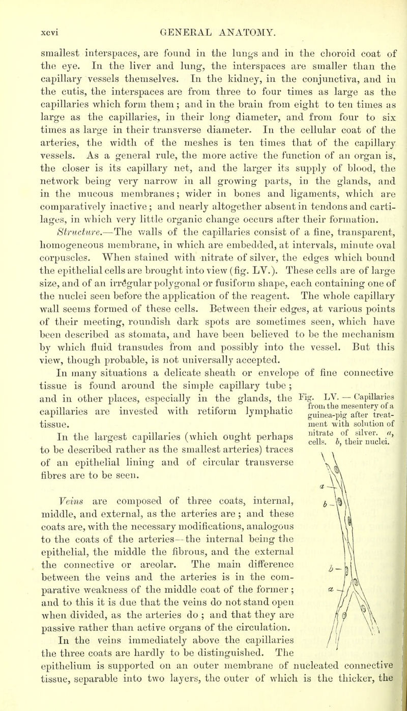 smallest interspaces, are found in the lungs and in the choroid coat of the eye. In the liver and lung, the interspaces are smaller than the capillary vessels themselves. In the kidney, in the conjunctiva, and in the cutis, the interspaces are from three to four times as large as the capillaries which form them; and in the brain from eight to ten times as large as the capillaries, in their long diameter, and from four to six times as large in their transverse diameter. In the cellular coat of the arteries, the width of the meshes is ten times that of the capillary vessels. As a general rule, the more active the function of an organ is, the closer is its capillary net, and the larger its supply of blood, the network being very narrow in all growing parts, in the glands, and in the mucous membranes; wider in bones and ligaments, which are comparatively inactive; and nearly altogether absent in tendons and carti- lages, in which very little organic change occurs after their formation. Structure.—-The walls of the capillaries consist of a fine, transparent, homogeneous membrane, in which are embedded, at intervals, minute oval corpuscles. When stained with nitrate of silver, the edges which bound the epithelial cells are brought into view (fig. LV.). These cells are of large size, and of an irregular polygonal or fusiform shape, each containing one of the nuclei seen before the application of the reagent. The whole capillary wall seems formed of these cells. Between their edges, at various points of their meeting, roundish dark spots are sometimes seen, which have been described as stomata, and have been believed to be the mechanism by which fluid transudes from and possibly into the vessel. But this view, though probable, is not universally accepted. In many situations a delicate sheath or envelope of fine connective tissue is found around the simple capillary tube ; and in other places, especially in the glands, the capillaries are invested with retiform lymphatic tissue. In the largest capillaries (which ought perhaps to be described rather as the smallest arteries) traces of an epithelial lining and of circular transverse fibres are to be seen. Veins are composed of three coats, internal, middle, and external, as the arteries are ; and these coats are, with the necessary modifications, analogous to the coats of the arteries—the internal being the epithelial, the middle the fibrous, and the external the connective or areolar. The main difference between the veins and the arteries is in the com- parative weakness of the middle coat of the former; and to this it is due that the veins do not stand open when divided, as the arteries do ; and that they are passive rather than active organs of the circulation. In the veins immediately above the capillaries the three coats are hardly to be distinguished. The epithelium is supported on an outer membrane of nucleated connective tissue, separable into two layers, the outer of which is the thicker, the Fig. LV. —■ Capillaries from the mesentery of a guinea-pig after treat- ment with solution of nitrate of silver, a, cells, b, their nuclei.