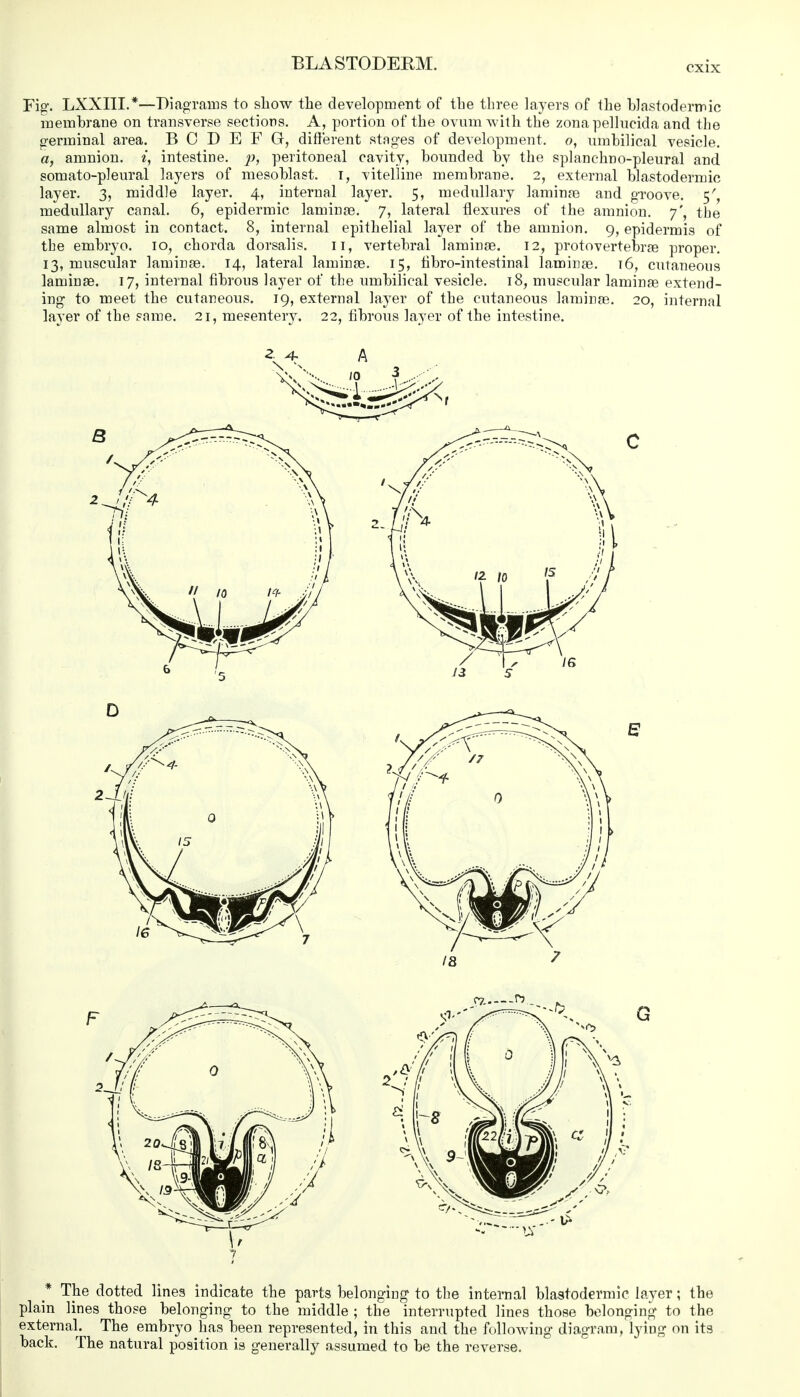 Fig. LXXIIL*—Diagrams to show the development of the three layers of the blastodermic membrane on transverse sections. A, portion of the ovum with the zona pellucida and the germinal area. B C D E F 6, different stages of development, o, umbilical vesicle. a, amnion, i, intestine, p, peritoneal cavity, bounded by the splanchno-pleural and somato-pleural layers of mesoblast. r, vitelline membrane. 2, external blastodermic layer. 3, middle layer. 4, internal layer. 5, medullary laminae and groove. 5', medullary canal. 6, epidermic laminae. 7, lateral flexures of the amnion. 7', the same almost in contact. 8, internal epithelial layer of the amnion. 9, epidermis of the embryo. 10, chorda dorsalis. 11, vertebral laminae. 12, protovertebrae proper. 13, muscular laminae. 14, lateral laminae. 15, fibro-intestinal laminae. t6, cutaneous laminae. 17, internal fibrous layer of the umbilical vesicle. 18, muscular laminae extend- ing to meet the cutaneous. 19, external layer of the cutaneous laminae. 20, internal laver of the sa me. 21, mesentery. 22, fibrous layer of the intestine. * The dotted lines indicate the parts belonging to the internal blastodermic layer; the plain lines those belonging to the middle ; the interrupted lines those belonging to the external. The embryo has been represented, in this and the following diagram, lying on its back. The natural position is generally assumed to be the reverse.