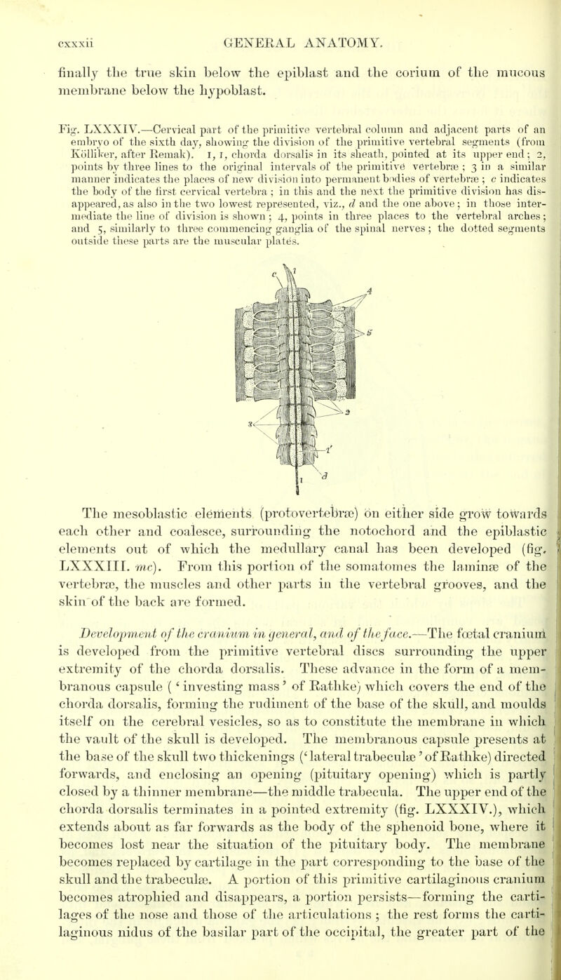 finally the true skin below the epiblast and the coriura of the mucous membrane below the hypoblast. Fig-. LXXXIV.—Cervical part of the primitive vertebral column and adjacent parts of an embryo of the sixth day, showing* the division of the primitive vertebral segments (from Kolliker, after Eemak). I, i, chorda dorsalis in its sheath, pointed at its upper end; 2, points by three lines to the original intervals of the primitive1 vertebrae ; 3 in a similar manner indicates the places of new division into permanent bodies of vertebra ; c indicates the body of the first cervical vertebra ; in this and the next the primitive division has dis- appeared, as also in the two lowest represented, viz., d and the one above; in those inter- mediate the line of division is shown ; 4, points in three places to the vertebral arches; and 5, similarly to three commencing ganglia of the spinal nerves ; the dotted segments outside these parts are the muscular plates. The mesoblastic elements (protovertebrae) on either side grow towards each other and coalesce, surrounding the notochord and the epiblastic elements ont of which the medullary canal has been developed (fig. LXXXIII. mc). From this portion of the somatomes the laminae of the vertebra?, the muscles and other parts in the vertebral grooves, and the skin of the back are formed. Development of the cranium in general, and of the faxe.—The foetal cranium is developed from the primitive vertebral discs surrounding the upper extremity of the chorda dorsalis. These advance in the form of a mem- branous capsule (6 investing massJ of Rathke) which covers the end of the chorda dorsalis, forming the rudiment of the base of the skull, and moulds itself on the cerebral vesicles, so as to constitute the membrane in which the vault of the skull is developed. The membranous capsule presents at the base of th e skull two thickenings (' lateral trabecule? of Rathke) directed forwards, and enclosing an opening (pituitary opening) which is partly closed by a thinner membrane—the middle trabecula. The upper end of the chorda dorsalis terminates in a pointed extremity (fig. LXXXIV.), which extends about as far forwards as the body of the sphenoid bone, where it becomes lost near the situation of the pituitary body. The membrane becomes replaced by cartilage in the part corresponding to the base of the skull and the trabecular A portion of this primitive cartilaginous cranium becomes atrophied and disappears, a portion persists—forming the carti- lages of the nose and those of the articulations ; the rest forms the carti- laginous nidus of the basilar part of the occipital, the greater part of the