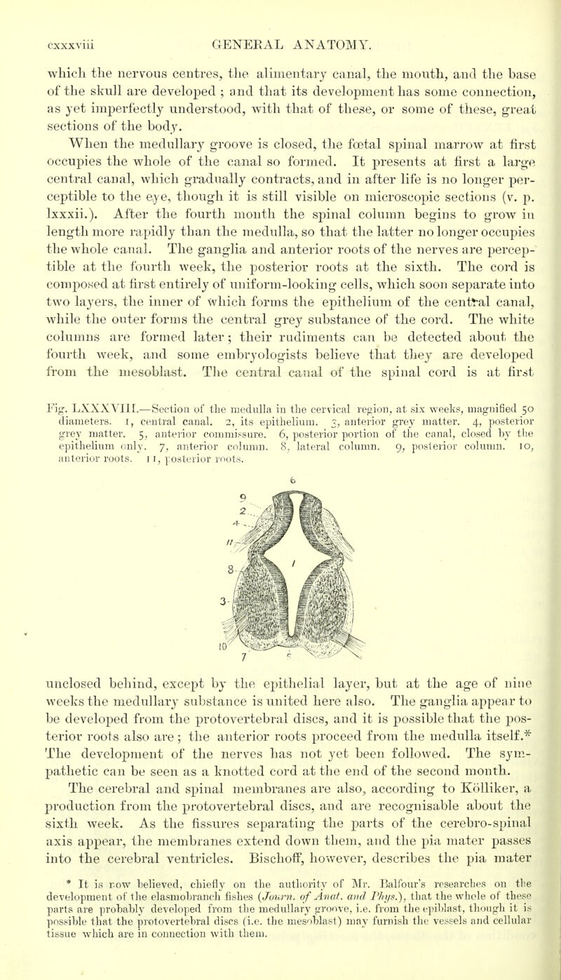 which the nervous centres, the alimentary canal, the mouth, and the base of the skull are developed ; and that its development has some connection, as }Tet imperfectly understood, with that of these, or some of these, grea,t sections of the body. When the medullary groove is closed, the foetal spinal marrow at first occupies the whole of the canal so formed. It presents at first a large central canal, which gradually contracts, and in after life is no longer per- ceptible to the eye, though it is still visible on microscopic sections (v. p. lxxxii.). After the fourth month the spinal column begins to grow in length more rapidly than the medulla, so that the latter no longer occupies the whole canal. The ganglia and anterior roots of the nerves are percep- tible at the fourth week, the posterior roots at the sixth. The cord is composed at first entirely of uniform-looking cells, which soon separate into two layers, the inner of which forms the epithelium of the central canal, while the outer forms the central grey substance of the cord. The white columns are formed later; their rudiments can be detected about the fourth week, and some embryologists believe that they are developed from the mesoblast. The central canal of the spinal cord is at first Fig. LXXXVIIL—Section of the medulla iu the cervical region, at six weeks, magnified 50 diameters. I, central canal. 2, its epithelium. 3, anterior grey matter. 4, posterior grey matter. 5, anterior commissure. 6, posterior portion of the canal, closed by the epithelium only. 7, anterior column. 8, lateral column. 9, posterior column. io; anterior roots. 1j, posterior roots. unclosed behind, except by the epithelial layer, but at the age of nine weeks the medullary substance is united here also. The ganglia appear to be developed from the protovertebral discs, and it is possible that the pos- terior roots also are; the anterior roots proceed from the medulla itself.* The development of the nerves has not yet been followed. The sym- pathetic can be seen as a knotted cord at the end of the second month. The cerebral and spinal membranes are also, according to Kolliker, a production from the protovertebral discs, and are recognisable about the sixth week. As the fissures separating the parts of the cerebro-spinal axis appear, the membranes extend down them, and the pia mater passes into the cerebral ventricles. Bischoff, however, describes the pia mater * It is row believed, chiefly on the authority of Mr. Balfour's researches on the development of the elasmobranch fishes {Joum. of An at. and Phys.), that the whole of these parts are probably developed from the medullary groove, i.e. from the epiblast, though it is possible that the protovertebral discs (i.e. the mesoblast) may furnish the vessels and cellular tissue which are in connection with them. b