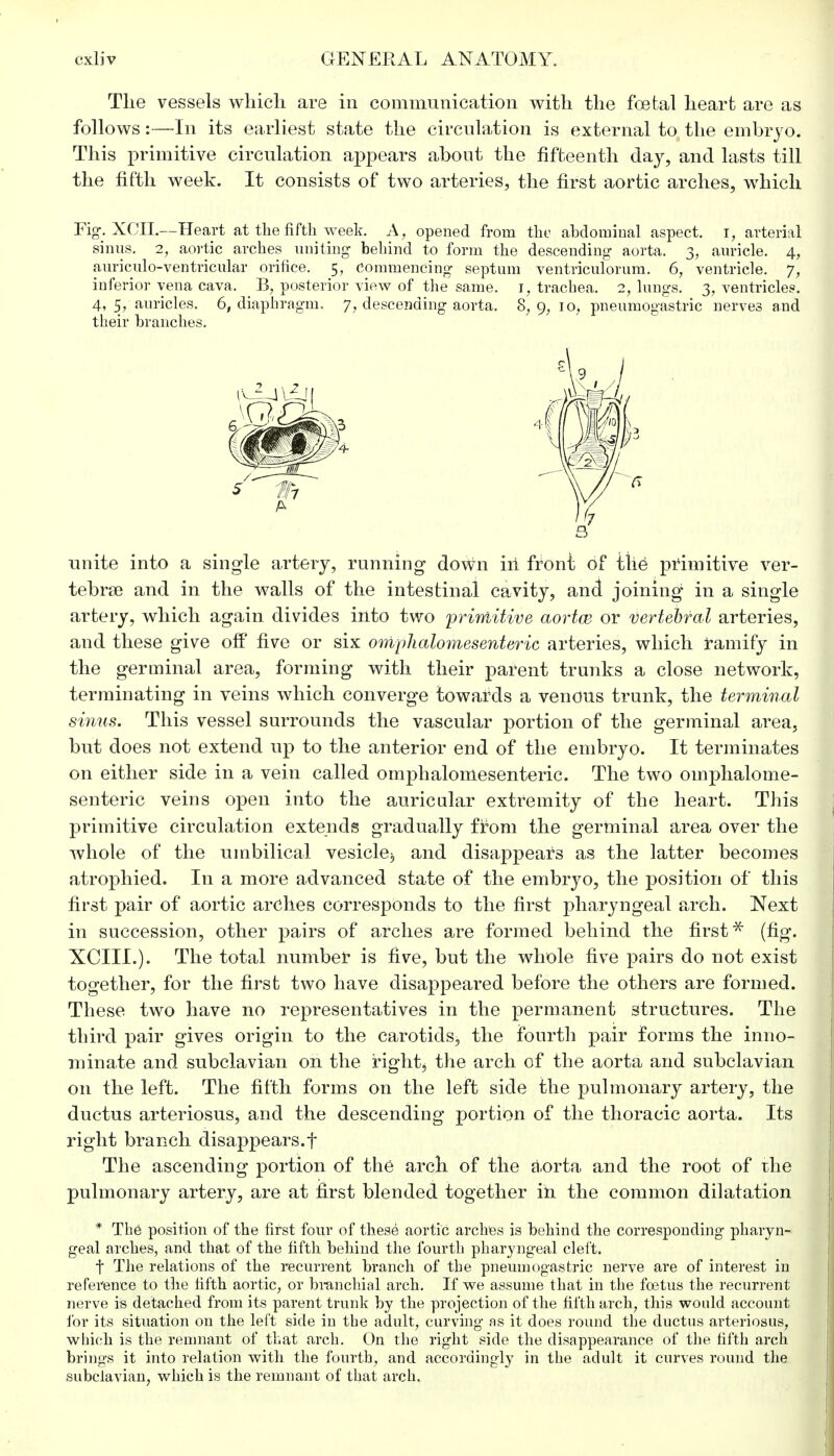 The vessels which are in communication with the foetal heart are as follows:—In its earliest state the circulation is external to, the embryo. This primitive circulation appears about the fifteenth day, and lasts till the fifth week. It consists of two arteries, the first aortic arches, which Fig. XCII.—Heart at the fifth week. A, opened from the abdominal aspect, r, arterial sinus. 2, aortic arches uniting behind to form the descending aorta. 3, auricle. 4, auriculo-ventricular orifice. 5, Commencing septum ventriculorum. 6, ventricle. 7, inferior vena cava. B, posterior view of the same, 1, trachea. 2, lungs. 3, ventricles. 4, 5, auricles. 6, diaphragm. 7, descending aorta. 8, 9, 10, pneumogastric nerves and their branches. unite into a single artery, running down in front of the primitive ver- tebrae and in the walls of the intestinal cavity, and joining in a single artery, which again divides into two primitive aortce or vertebral arteries, and these give off five or six omphalomesenteric arteries, which ramify in the germinal area, forming with their parent trunks a close network, terminating in veins which converge towards a venous trunk, the terminal sinus. This vessel surrounds the vascular portion of the germinal area, but does not extend up to the anterior end of the embryo. It terminates on either side in a vein called omphalomesenteric. The two omphalome- senteric veins open into the auricular extremity of the heart. This primitive circulation extends gradually from the germinal area over the whole of the umbilical vesicle^ and disappears as the latter becomes atrophied. In a more advanced state of the embryo, the position of this first pair of aortic arches corresponds to the first pharyngeal arch. Next in succession, other pairs of arches are formed behind the first* (fig. XCIIL). The total number is five, but the whole five pairs do not exist together, for the first two have disappeared before the others are formed. These two have no representatives in the permanent structures. The third pair gives origin to the carotids, the fourth pair forms the inno- minate and subclavian on the right, the arch of the aorta and subclavian on the left. The fifth forms on the left side the pulmonary artery, the ductus arteriosus, and the descending portion of the thoracic aorta. Its right branch disappears.f The ascending portion of the arch of the aorta and the root of the pulmonary artery, are at first blended together in the common dilatation * The position of the first four of these aortic arches is behind the corresponding pharyn- geal arches, and that of the fifth behind the fourth pharyngeal cleft. t The relations of the recurrent branch of the pneumogastric nerve are of interest in reference to the fifth aortic, or branchial arch. If we assume that in the foetus the recurrent nerve is detached from its parent trunk by the projection of the fifth arch, this would account for its situation on the left side in the adult, curving as it does round the ductus arteriosus, which is the remnant of that arch. On the right side the disappearance of the fifth arch brings it into relation with the fourth, and accordingly in the adult it curves round the subclavian, which is the remnant of that arch.