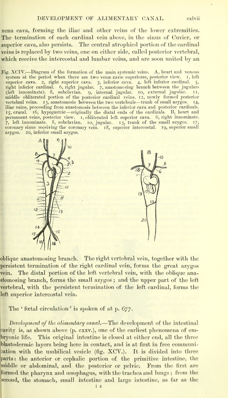 vena cava, forming the iliac and other veins of the lower extremities. The termination of each cardinal vein above, in the sinus of Cnvier, or superior cava, also persists. The central atrophied portion of the cardinal veins is replaced by two veins, one on either side, called posterior vertebral, which receive the intercostal and lumbar veins, and a,re soon united by an Fig. XCIV.—Diagram of the formation of the main systemic veins. A, heart and venous system at the period when there are two venae cavse superiores, posterior view, i, left superior cava. 2, right superior cava. 3, inferior cava. 4, left inferior cardinal. 5, right inferior cardinal. 6, right jugular. 7, anastomosing branch between the jugulars (left innominate). 8, subclavian. 9, internal jugular. 10, external jugular. 11, middle obliterated portion of the posterior cardinal veins. 12, newly formed posterior vertebral veins. 13, anastomosis between the two vertebrals—trunk of small azygos. 14, iliac veins? proceeding from anastomosis between the inferior cava and posterior cardinals. 15, crural. 16, hypogastric—originally the distal ends of the cardinals. B, heart and permanent veins, posterior view. if obliterated left superior cava. 6, right innominate. J, left innominate. 8, subclavian. io; jugular. 13, trunk of the small azygos. 17, coronary sinus receiving the coronary vein. i8; superior intercostal. 19, superior small azygos. 20, inferior small azygos. oblique anastomosing branch. The right vertebral vein, together with the persistent termination of the right cardinal vein, forms the great azygos vein. The distal portion of the left vertebral vein, with the oblique ana- stomosing branch, forms the small azygos ; and the upper part of the left vertebral, with the persistent termination of the left cardinal, forms the left superior intercostal vein. The 4 foetal circulation' is spoken o£ at p. 677. Development of the alimentary canaL—The development of the intestinal cavity is, as shown above (p. cxxv.), one of the earliest phenomena of em- bryonic life. This original intestine is closed at either end, all the three blastodermic layers being here in contact, and is at first in free communi- cation with the umbilical vesicle (fig. XCV.). It is divided into three parts: the anterior or cephalic portion of the primitive intestine, the middle or abdominal, and the posterior or pelvic. From the first are formed the pharynx and oesophagus, with the trachea and lungs ; from the second, the stomach, small intestine and large intestine, as far as the i 2