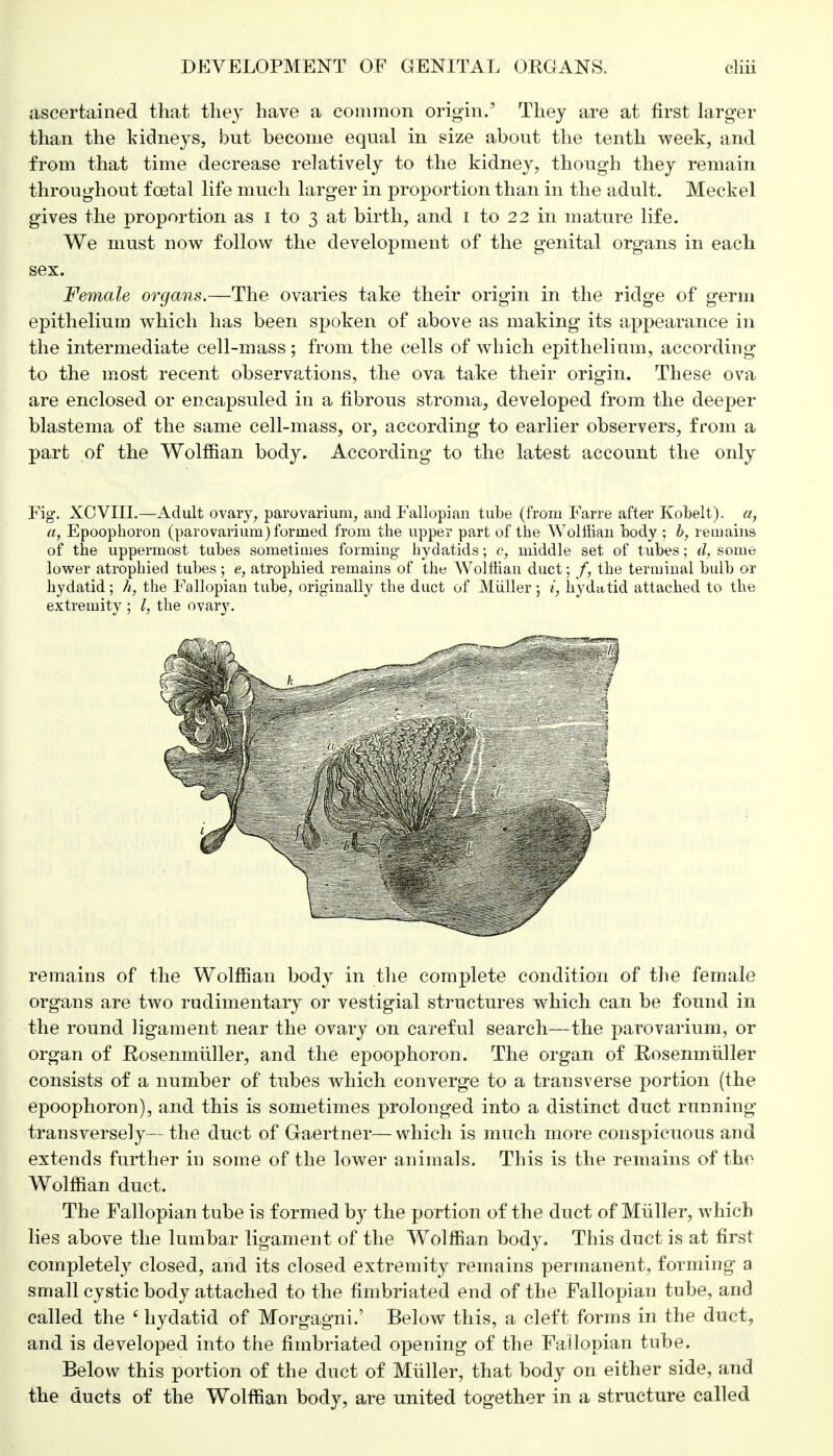 ascertained that they have a common origin.' They are at first larger than the kidneys, but become equal in size about the tenth week, and from that time decrease relatively to the kidney, though they remain throughout foetal life much larger in proportion than in the adult. Meckel gives the proportion as I to 3 at birth, and 1 to 22 in mature life. We must now follow the development of the genital organs in each sex. Female organs.—The ovaries take their origin in the ridge of germ epithelium which has been spoken of above as making its appearance in the intermediate cell-mass ; from the cells of which epithelium, according to the most recent observations, the ova take their origin. These ova are enclosed or encapsuled in a fibrous stroma, developed from the deeper blastema of the same cell-mass, or, according to earlier observers, from a part of the Wolffian body. According to the latest account the only Fig. X0VII1.—Adult ovary, parovarium, and Fallopian tube (from Farre after Kobelt), a, a, Epoophoron (parovarium) formed from the upper part of the Wolffian body ; b, remains of the uppermost tubes sometimes forming hydatids; c, middle set of tubes; d, some lower atrophied tubes ; e, atrophied remains of the AVoltrian duct; f, the terminal bulb or hydatid; h, the Fallopian tube, originally the duct of Miiller ; i, hydatid attached to the extremity ; I, the ovary. remains of the Wolffian body in the complete condition of the female organs are two rudimentary or vestigial structures which can be found in the round ligament near the ovary on careful search—the parovarium, or organ of Rosenmiiller, and the epoophoron. The organ of Rosenmtiller consists of a number of tubes which converge to a transverse portion (the epoophoron), and this is sometimes prolonged into a distinct duct running transversely— the duct of Gaertner— which is much more conspicuous and extends further in some of the lower animals. This is the remains of the Wolffian duct. The Fallopian tube is formed by the portion of the duct of Miiller, which lies above the lumbar ligament of the Wolffian body. This duct is at first completely closed, and its closed extremity remains permanent, forming a small cystic body attached to the fimbriated end of the Fallopian tube, and called the £ hydatid of Morgagni.' Below this, a cleft forms in the duct, and is developed into the fimbriated opening of the Fallopian tube. Below this portion of the duct of Miiller, that body on either side, and the ducts of the Wolffian body, are united together in a structure called