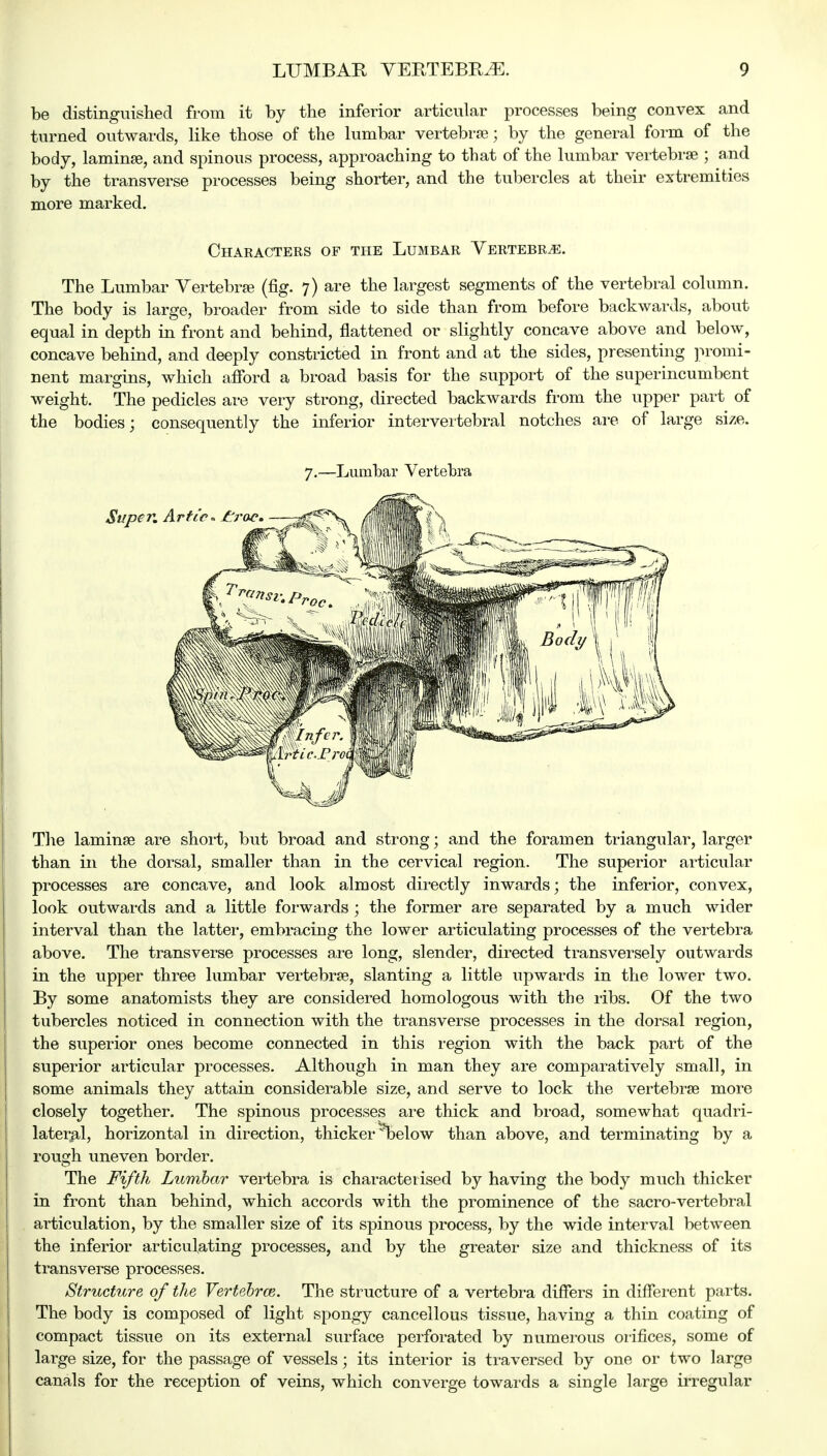 be distinguished from it by the inferior articular processes being convex and turned outwards, like those of the lumbar vertebrae; by the general form of the body, laminae, and spinous process, approaching to that of the lumbar vertebrae ; and by the transverse processes being shorter, and the tubercles at their extremities more marked. Characters of the Lumbar Vertebra. The Lumbar Vertebra? (fig. 7) are the largest segments of the vertebral column. The body is large, broader from side to side than from before backwards, about equal in depth in front and behind, flattened or slightly concave above and below, concave behind, and deeply constricted in front and at the sides, presenting promi- nent margins, which afford a broad basis for the support of the superincumbent weight. The pedicles are very strong, directed backwards from the upper part of the bodies; consequently the inferior intervertebral notches are of large size. 7.—Lumbar Vertebra The laminae are short, but broad and strong; and the foramen triangular, larger than in the dorsal, smaller than in the cervical region. The superior articular processes are concave, and look almost directly inwards; the inferior, convex, look outwards and a little forwards ; the former are separated by a much wider interval than the latter, embracing the lower articulating processes of the vertebra above. The transverse processes are long, slender, directed transversely outwards in the upper three lumbar vertebrae, slanting a little upwards in the lower two. By some anatomists they are considered homologous with the ribs. Of the two tubercles noticed in connection with the transverse processes in the dorsal region, the superior ones become connected in this region with the back part of the superior articular processes. Although in man they are comparatively small, in some animals they attain considerable size, and serve to lock the vertebrae more closely together. The spinous processes are thick and broad, somewhat quadri- lateral, horizontal in direction, thicker ^below than above, and terminating by a rough uneven border. The Fifth Lumbar vertebra is characterised by having the body much thicker in front than behind, which accords with the prominence of the sacro-vertebral articulation, by the smaller size of its spinous process, by the wide interval between the inferior articulating processes, and by the greater size and thickness of its transverse processes. Structure of the Vertebras. The structure of a vertebra differs in different parts. The body is composed of light spongy cancellous tissue, having a thin coating of compact tissue on its external surface perforated by numerous orifices, some of large size, for the passage of vessels; its interior is traversed by one or two large canals for the reception of veins, which converge towards a single large irregular