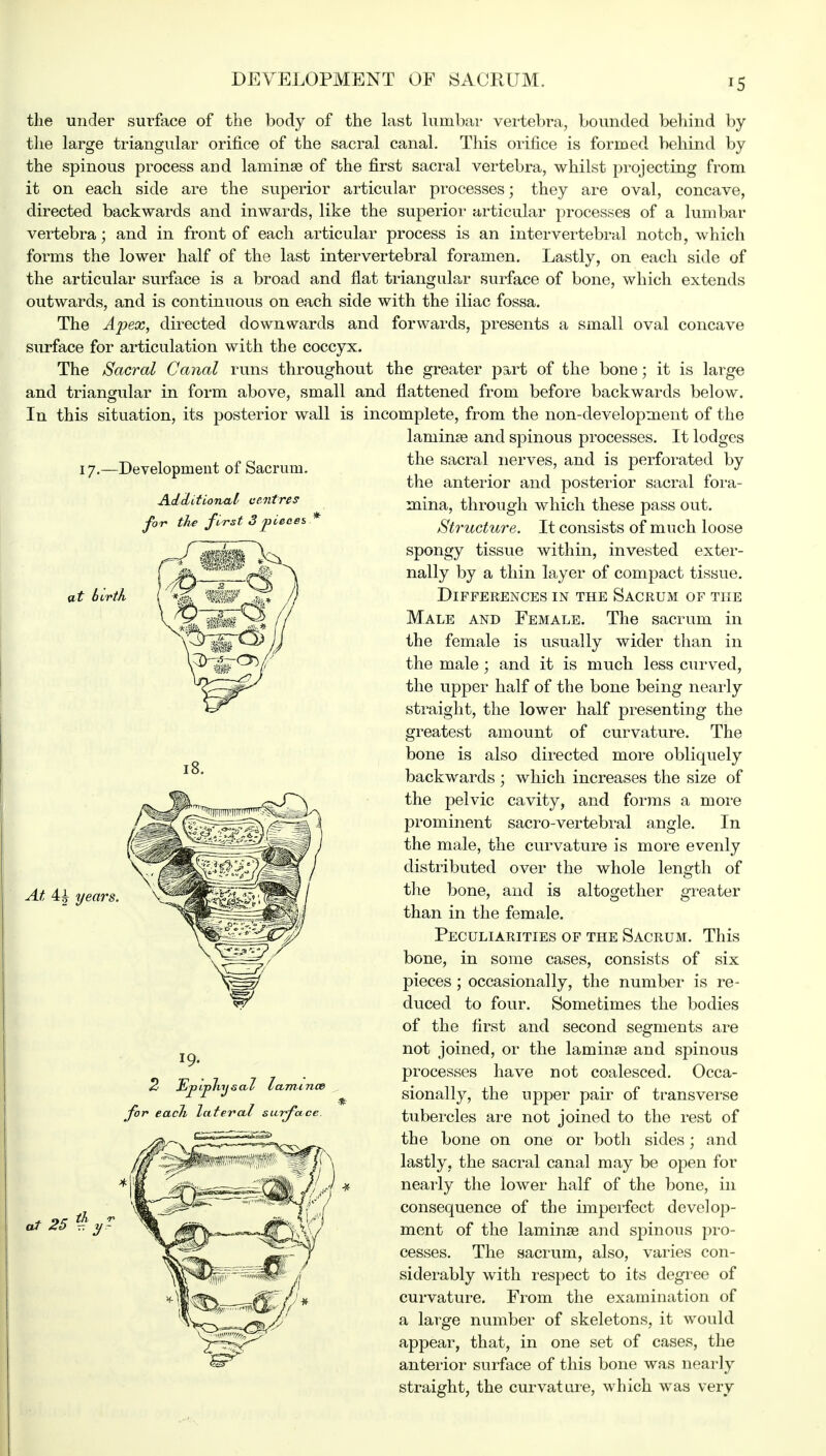 DEVELOPMENT OF SACRUM. the under surface of the body of the last lumbar vertebra, bounded behind by the large triangular orifice of the sacral canal. This orifice is formed behind by the spinous process and laminae of the first sacral vertebra, whilst projecting from it on each side are the superior articular processes; they are oval, concave, directed backwards and inwards, like the superior articular processes of a lumbar vertebra; and in front of each articular process is an intervertebral notch, which forms the lower half of the last intervertebral foramen. Lastly, on each side of the articular surface is a broad and flat triangular surface of bone, which extends outwards, and is continuous on each side with the iliac fossa. The Apex, directed downwards and forwards, presents a small oval concave surface for articulation with the coccyx. The Sacral Canal runs throughout the greater part of the bone; it is large and triangular in form above, small and flattened from before backwards below. In this situation, its posterior wall is incomplete, from the non-development of the laniinse and spinous processes. It lodges 17.—Development of Sacrum. Additional centres for th* first 3pieces * at Birth 18. At 4£ years. the sacral nerves, and is perforated by the anterior and posterior sacral fora- mina, through which these pass out. Structure. It consists of much loose spongy tissue within, invested exter- nally by a thin layer of compact tissue. Differences in the Sacrum of the Male and Female. The sacrum in the female is usually wider than in the male ; and it is much less curved, the upper half of the bone being nearly straight, the lower half presenting the greatest amount of curvature. The bone is also directed more obliquely backwards ; which increases the size of the pelvic cavity, and forms a more prominent sacro-vertebral angle. In the male, the curvature is more evenly distributed over the whole length of the bone, and is altogether greater than in the female. Peculiarities of the Sacrum. This bone, in some cases, consists of six pieces ; occasionally, the number is re- duced to four. Sometimes the bodies of the first and second segments are not joined, or the laminse and spinous processes have not coalesced. Occa- sionally, the upper pair of transverse tubercles are not joined to the rest of the bone on one or both sides; and lastly, the sacral canal may be open for nearly the lower half of the bone, in consequence of the imperfect develop- ment of the laminse and spinous pro- cesses. The sacrum, also, varies con- siderably with respect to its degree of curvature. From the examination of a large number of skeletons, it would appear, that, in one set of cases, the anterior surface of this bone was nearly straight, the curvature, which was very