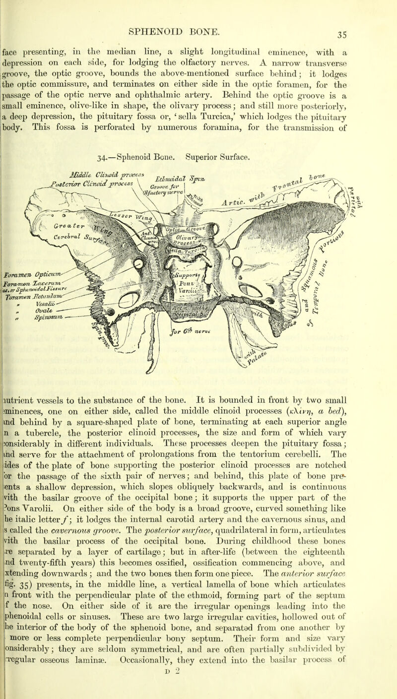 face presenting, in the median line, a slight longitudinal eminence, with a depression on each side, for lodging the olfactory nerves. A narrow transverse groove, the optic groove, bounds the above-mentioned surface behind; it lodges the optic commissure, and terminates on either side in the optic foramen, for the passage of the optic nerve and ophthalmic artery. Behind the optic groove is a small eminence, olive-like in shape, the olivary process; and still more posteriorly, a deep depression, the pituitary fossa or, ' sella Turcica,' which lodges the pituitary body. This fossa is perforated by numerous foramina, for the transmission of 34.—Sphenoid Bene. Superior Surface. mtrient vessels to the substance of the bone. It is bounded in front by two small jminences, one on either side, called the middle clinoid processes (icXivri, a bed), md behind by a square-shaped plate of bone, terminating at each superior angle n a tubercle, the posterior clinoid processes, the size and form of which vary lonsiderably in different individuals. These processes deepen the pituitary fossa; ihd serve for the attachment of prolongations from the tentorium cerebelli. The lides of the plate of bone supporting the posterior clinoid processes are notched or the passage of the sixth pair of nerves; and behind, this plate of bone pre1- lents a shallow depression, which slopes obliquely backwards, and is continuous nth the basilar groove of the occipital bone; it supports the upper part of the Dons Varolii. On either side of the body is a broad groove, curved something like |be italic letter f; it lodges the internal carotid artery and the cavernous sinus, and |3 called the cavernous groove. The posterior stwface, quadrilateral in form, articulates vith the basilar process of the occipital bone. During childhood these bones .re separated by a layer of cartilage; but in after-life (between the eighteenth -nd twenty-fifth years) this becomes ossified, ossification commencing above, and xtending downwards ; and the two bones then form one piece. The anterior surface %• 35) presents, in the middle line, a vertical lamella of bone which articulates n front with the perpendicular plate of the ethmoid, forming part of the septum f the nose. On either side of it are the irregular openings leading into the phenoidal cells or sinuses. These are two large irregular cavities, hollowed out of he interior of the body of the sphenoid bone, and separated from one another by more or less complete perpendicular bony septum. Their form and size vary onsiderably; they are seldom symmetrical, and are often partially subdivided by regular osseous laminae. Occasionally, they extend into the basilar process of d 2