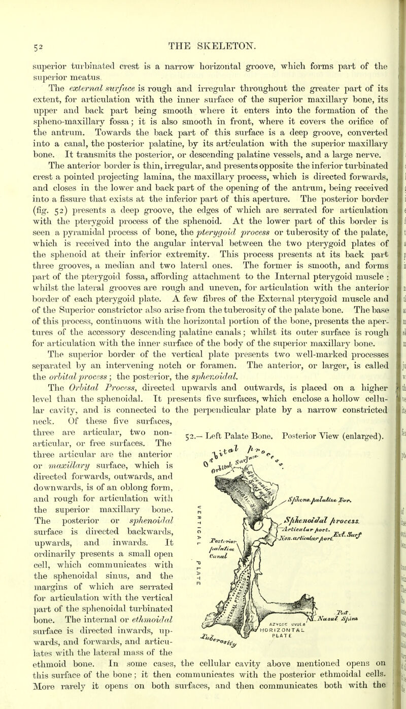 superior turbinated crest is a narrow horizontal groove, which forms part of the superior meatus, The external surface is rough and irregular throughout the greater part of its extent, for articulation with the inner surface of the superior maxillary bone, its upper and back part being smooth where it enters into the formation of the spheno-maxillary fossa; it is also smooth in front, where it covers the orifice of the antrum. Towards the back part of this surface is a deep groove, converted into a canal, the posterior palatine, by its articulation with the superior maxillary bone. It transmits the posterior, or descending palatine vessels, and a large nerve. The anterior border is thin, irregular, and presents opposite the inferior turbinated crest a pointed projecting lamina, the maxillary process, which is directed forwards, and closes in the lower and back part of the opening of the antrum, being received into a fissure that exists at the inferior part of this aperture. The posterior border (fig. 52) presents a deep groove, the edges of which are serrated for articulation with the pterygoid process of the sphenoid. At the lower part of this border is seen a pyramidal process of bone, the 'pterygoid process or tuberosity of the palate, which is received into the angular interval between the two pterygoid plates of the sphenoid at their inferior extremity. This process presents at its back part three grooves, a median and two lateral ones. The former is smooth, and forms part of the pterygoid fossa, affording attachment to the Internal pterygoid muscle \ whilst the lateral grooves are rough and uneven, for articulation with the anterior border of each pterygoid plate. A few fibres of the External pterygoid muscle and of the Superior constrictor also arise from the tuberosity of the palate bone. The base of this process, continuous with the horizontal portion of the bone, presents the aper- tures of the accessory descending palatine canals; whilst its outer surface is rough for articulation with the inner surface of the body of the superior maxillary bone. The superior border of the vertical plate presents two well-marked processes separated by an intervening notch or foramen. The anterior, or larger, is called the orbital process; the posterior, the sphenoidal. The Orbital Process, directed upwards and outwards, is placed on a higher level than the sphenoidal. It presents five surfaces, which enclose a hollow cellu- lar cavity, and is connected to the perpendicular plate by a narrow constricted neck. Of these five surfaces, three are articular, two non- articular, or free surfaces. The three articular are the anterior or maxillary surface, which is directed forwards, outwards, and downwards, is of an oblong form, and rough for articulation with the superior maxillary bone. The posterior or sphenoidal surface is directed backwards, upwards, and inwards. It ordinarily presents a small open cell, which communicates with the sphenoidal sinus, and the margins of which are serrated for articulation with the vertical part of the sphenoidal turbinated bone. The internal or ethmoidal surface is directed inwards, up- wards, and forwards, and articu- lates with the lateral mass of the ethmoid bone. In some cases, the cellular cavity above mentioned opens on this surface of the bone; it then communicates with the posterior ethmoidal cells. More rarely it opens on both surfaces, and then communicates both with the 52. Left Palate Bone. Posterior View (enlarged). \tlw.JmZaiirie, JFoj S/i&enolafal /irocess. 'JLrticu (ar hort. ,. . ' Ext. Surf . urlicuuvr /W rt.  Tost. .NvtsaZ Sjiii ORIZONTA I PLATE