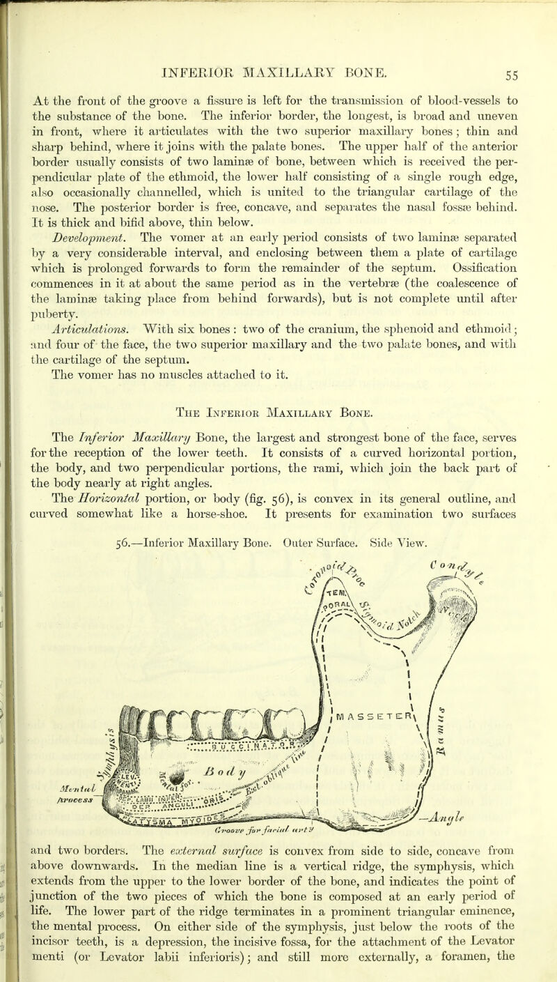 At the front of the groove a fissure is left for the transmission of blood-vessels to the substance of the bone. The inferior border, the longest, is broad and uneven in front, where it articulates with the two superior maxillary bones ; thin and sharp behind, where it joins with the palate bones. The upper half of the anterior border usually consists of two laminae of bone, between which is received the per- pendicular plate of the ethmoid, the lower half consisting of a single rough edge, also occasionally channelled, which is united to the triangular cartilage of the nose. The posterior border is free, concave, and separates the nasal fossae behind. It is thick and bifid above, thin below. Development. The vomer at an early period consists of two laminae separated by a very considerable interval, and enclosing between them a plate of cartilage which is prolonged forwards to form the remainder of the septum. Ossification commences in it at about the same period as in the vertebrae (the coalescence of the laminae taking place from behind forwards), but is not complete until after puberty. Articulations. With six bones : two of the cranium, the sphenoid and ethmoid; and four of the face, the two superior maxillary and the two palate bones, and with the cartilage of the septum. The vomer has no muscles attached to it. The Inferior Maxillary Bone. The Inferior Maxillary Bone, the largest and strongest bone of the face, serves for the reception of the lower teeth. It consists of a curved horizontal portion, the body, and two perpendicular portions, the rami, which join the back part of the body nearly at light angles. The, Horizontal portion, or body (fig. 56), is convex in its general outline, and curved somewhat like a horse-shoe. It presents for examination two surfaces 56.—Inferior Maxillary Bone. Outer Surface. Side View. and two borders. The external surface is convex from side to side, concave from above downwards. In the median line is a vertical ridge, the symphysis, which extends from the upper to the lower border of the bone, and indicates the point of junction of the two pieces of which the bone is composed at an early period of life. The lower part of the ridge terminates in a prominent triangular eminence, the mental process. On either side of the symphysis, just below the roots of the incisor teeth, is a depression, the incisive fossa, for the attachment of the Levator inenti (or Levator labii inferioris); and still more externally, a foramen, the