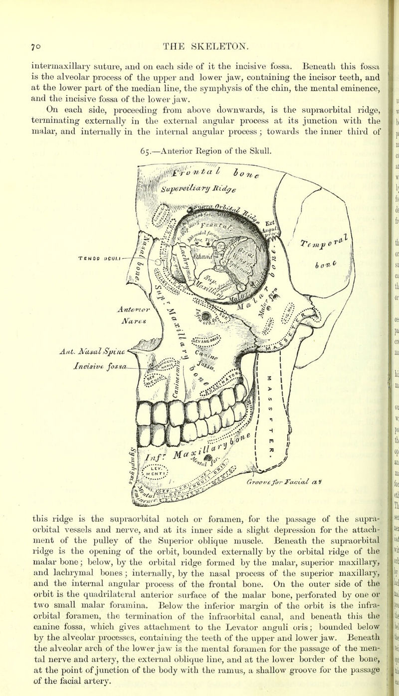 intermaxillary suture, and on each side of it the incisive fossa. Beneath this fossa is the alveolar process of the upper and lower jaw, containing the incisor teeth, and at the lower part of the median line, the symphysis of the chin, the mental eminence, and the incisive fossa of the lower jaw. On each side, proceeding from above downwards, is the supraorbital ridge, terminating externally in the external angular process at its junction with the malar, and internally in the internal angular process ; towards the inner third of 65.—Anterior Region of the Skull. this ridge is the supraorbital notch or foramen, for the passage of the supra- orbital vessels and nerve, and at its inner side a slight depression for the attach- ment of the pulley of the Superior oblique muscle. Beneath the supraorbital ridge is the opening of the orbit, bounded externally by the orbital ridge of the malar bone; below, by the orbital ridge formed by the malar, superior maxillary, and lachrymal bones ; internally, by the nasal process of the superior maxillary, and the internal angular process of the frontal bone. On the outer side of the orbit is the quadrilateral anterior surface of the malar bone, perforated by one or two small malar foramina. Below the inferior margin of the orbit is the infra- orbital foramen, the termination of the infraorbital canal, and beneath this the canine fossa, which gives attachment to the Levator anguli oris; bounded below by the alveolar processes, containing the teeth of the upper and lower jaw. Beneath the alveolar arch of the lower jaw is the mental foramen for the passage of the men- tal nerve and artery, the external oblique line, and at the lower border of the bone, at the point of junction of the body with the ramus, a shallow groove for the passage of the facial artery.