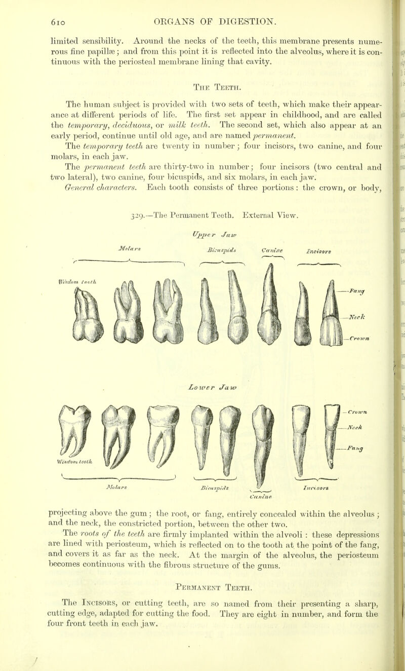 limited sensibility. Around the necks of the teeth, this membrane presents nume- rous fine papillse; and from this point it is reflected into the alveolus, where it is con- tinuous with the periosteal membrane lining that cavity. The Teeth. The human subject is provided with two sets of teeth, which make their appear- ance at different periods of life. The first set appear in childhood, and are called the temporary, deciduous, or milk teeth. The second set, which also appear at an early period, continue until old age, and are named permanent. The temporary teeth are twenty in number ; four incisors, two canine, and four molars, in each jaw. The permanent teeth are thirty-two in number; four incisors (two central and two lateral), two canine, four bicuspids, and six molars, in each jaw. General characters. Each tooth consists of three portions : the crown, or body, 329.—The Permanent Teeth. External View. Ujjper Jaw Bicuspids Cauiffe Incisors Lower daw CttninR projecting above the gum; the root, or fling, entirely concealed within the alveolus ; and the neck, the constricted portion, between the other two. The roots of the teeth are firmly implanted within the alveoli : these depressions are lined with periosteum, which is reflected on to the tooth at the point of the fang, and covers it as far as the neck. At the margin of the alveolus, the periosteum becomes continuous with the fibrous structure of the gums. Permanent Teeth. The Incisors, or cutting teeth, are so named from their presenting a sharp, cutting edge, adapted for cutting the food. They are eight in number, and form the four front teeth in each jaw. /