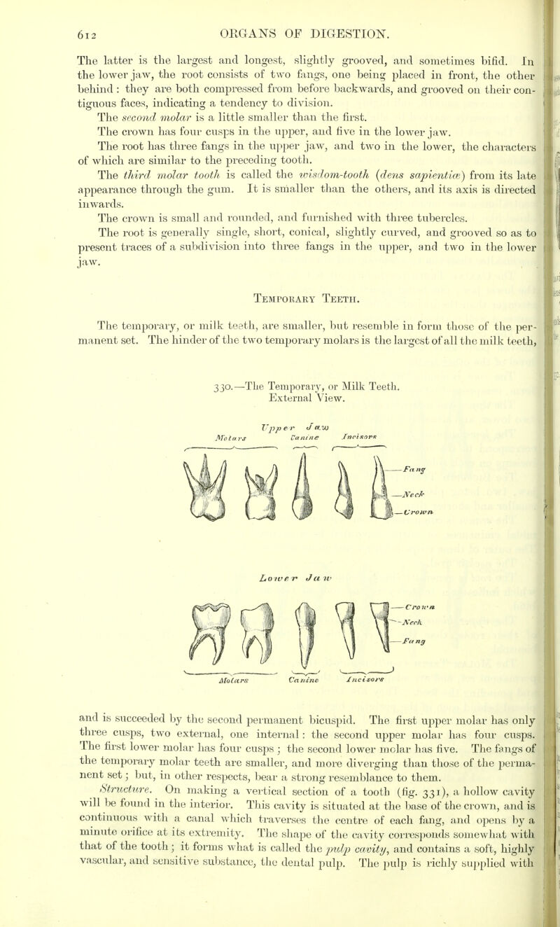 The latter is the largest and longest, slightly grooved, and sometimes bifid. In the lower jaw, the root consists of two fangs, one being placed in front, the other behind : they are both compressed from before backwards, and grooved on their con- tiguous faces, indicating a tendency to division. The second molar is a little smaller than the first. The crown has four cusps in the upper, and five in the lower jaw. The root has three fangs in the upper jaw, and two in the lower, the characters of which are similar to the preceding tooth. The third molar tooth is called the wisdom-tooth {dens sapientice) from its late appearance through the gum. It is smaller than the others, and its axis is directed inwards. The crown is small and rounded, and furnished with three tubercles. The root is generally single, short, conical, slightly curved, and grooved so as to present traces of a subdivision into three fangs in the upper, and two in the lower jaw. Temporary Teeth. The temporary, or milk teeth, are smaller, but resemble in form those of the per- manent set. The hinder of the two temporary molars is the largest of all the milk teeth, 330.—The Temporary, or Milk Teeth. External View. Upper Ja.w Molars Canine Incisorr; Molars Canine Incisors and is succeeded by the second permanent bicuspid. The first upper molar has only three cusps, two external, one internal: the second upper molar has four cusps. The first lower molar has four cusps ; the second lower molar has five. The fangs of the temporary molar teeth are smaller, and more diverging than those of the perma- nent setj but, in other respects, bear a strong resemblance to them. Structure. On making a vertical section of a tooth (fig. 331), a hollow cavity will be found in the interior. This cavity is situated at the base of the crown, and is continuous with a canal which traverses the centre of each fang, and opens by a minute orifice at its extremity. The shape of the cavity corresponds somewhat with that of the tooth; it forms what is called the pulp cavity, and contains a soft, highly vascular, and sensitive substance, the dental pulp. The pulp is richly supplied with