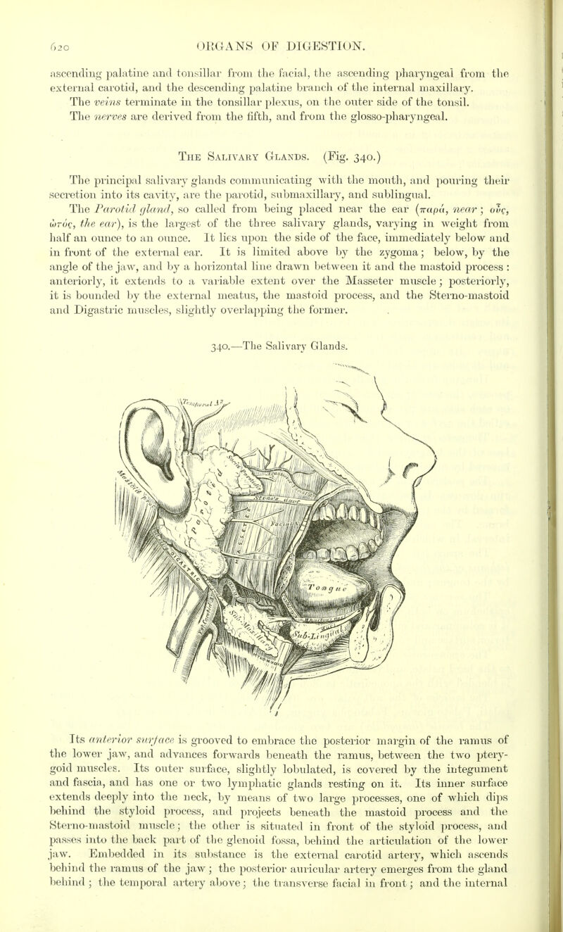 ascending palatine and tonsillar from the facial, the ascending pharyngeal from the external carotid, and the descending palatine branch of the internal maxillary. The veins terminate in the tonsillar plexus, on the outer side of the tonsil. The nerves are derived from the fifth, and from the glosso-pharyngeal. The Salivary Glands. (Fig. 340.) The principal salivary glands communicating with the mouth, and pouring their secretion into its cavity, are the parotid, submaxillary, and sublingual. The Parotid gland, so called from being placed near the ear (irapa, near; ovc, throe, the ear), is the largest of the three salivary glands, varying in weight from half an ounce to an ounce. It lies upon the side of the face, immediately below and in front of the external ear. It is limited above by the zygoma; below, by the angle of the jaw, and by a horizontal line drawn between it and the mastoid process : anteriorly, it extends to a variable extent over the Masseter muscle ; posteriorly, it is bounded by the external meatus, the mastoid process, and the Sterno-mastoid and Digastric muscles, slightly overlapping the former. 340.—The Salivary Glands. Its anterior surface is grooved to embrace the posterior margin of the ramus of the lower jaw, and advances forwards beneath the ramus, between the two ptery- goid muscles. Its outer surface, slightly lobulated, is covered by the integument and fascia, and has one or two lymphatic glands resting on it. Its inner surface extends deeply into the neck, by means of two large processes, one of which dips behind the styloid process, and projects beneath the mastoid process and the Sterno-mastoid muscle; the other is situated in front of the styloid process, and passes into the back part of the glenoid fossa, behind the articulation of the lower jaw. Embedded in its substance is the external carotid artery, which ascends behind the ramus of the jaw; the posterior auricular artery emerges from the gland behind ; the temporal artery above; the transverse facial in front; and the internal