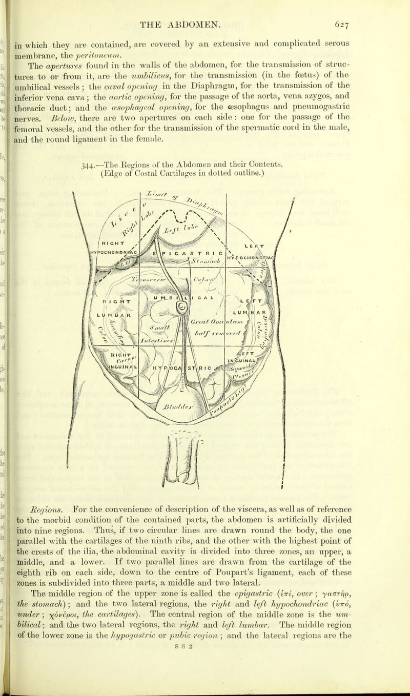 in which they are contained, are covered by an extensive and complicated serous membrane, the peritoneum. The apertures found in the walls of the abdomen, for the transmission of struc- tures to or from it, are the umbilicus, for the transmission (in the foetus) of the umbilical vessels; the caval opening in the Diaphragm, for the transmission of the inferior vena cava; the aortic opening, for the passage of the aorta, vena azygos, and thoracic duct; and the oesophageal opening, for the cesophagus and pneumogastric nerves. Beloiv, there are two apertures on each side : one for the passage of the femoral vessels, and the other for the transmission of the spermatic cord in the male, and the round ligament in the female. 344.—The Regions of the Abdomen and their Contents (Edge of Costal Cartilages in dotted outline.) Regions. For the convenience of description of the viscera, as well as of reference to the morbid condition of the contained parts, the abdomen is artificially divided into nine regions. Thus, if two circular lines are drawn round the body, the one parallel with the cartilages of the ninth ribs, and the other with the highest point of the crests of the ilia, the abdominal cavity is divided into three zones, an upper, a middle, and a lower. If two parallel lines are drawn from the cartilage of the eighth rib on each side, down to the centre of Poupart's ligament, each of these zones is subdivided into three parts, a middle and two lateral. The middle region of the upper zone is called the epigastric {kiri, over ; yaffri'ip, the stomach); and the two lateral regions, the right and left hypochondriac (vtto, under; yovcpoi, the cartilages), The central region of the middle zone is the um- bilical ; and the two lateral regions, the right and left lumbar. The middle region of the lower zone is the hypogastric or pubic region ; and the lateral regions are the s s 2 1.