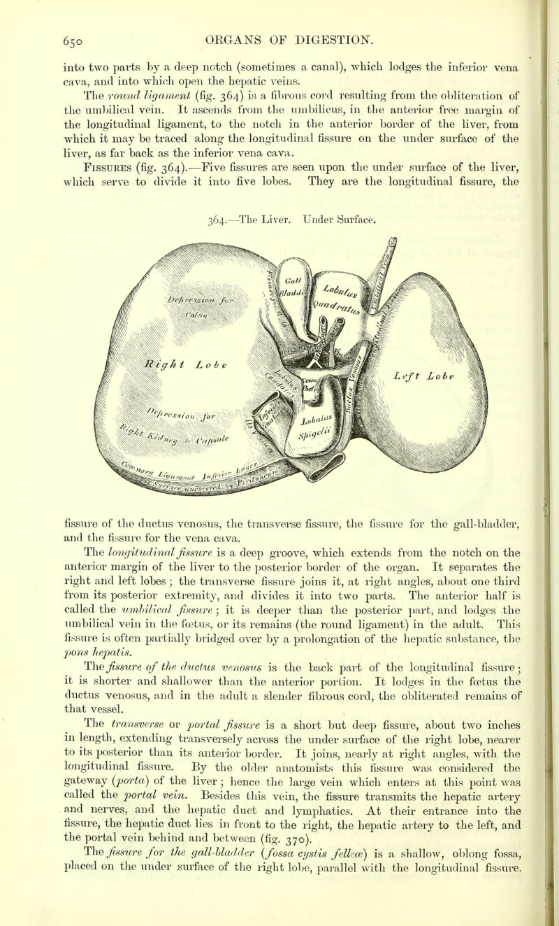 into two parts by a deep notch (sometimes a canal), which lodges the inferior vena cava, and into which open the hepatic veins. The round ligament (fig. 364) is a fibrous cord resulting from the obliteration of the umbilical vein. It ascends from the umbilicus, in the anterior free margin of the longitudinal ligament, to the notch in the anterior border of the liver, from which it may be traced along the longitudinal fissure on the under surface of the liver, as far back as the inferior vena cava. Fissures (fig. 364).—Five fissures are seen upon the under surface of the liver, which serve to divide it into five lobes. They are the longitudinal fissure, the 364.—The Liver. Under Surface. fissure of the ductus venosus, the transverse fissure, the fissure for the gall-bladder, and the fissure for the vena cava. The longitudinal fissure is a deep groove, which extends from the notch on the anterior margin of the liver to the posterior border of the organ. It separates the right and left lobes ; the transverse fissure joins it, at right angles, about one third from its posterior extremity, and divides it into two parts. The anterior half is called the umbilical fissure ; it is deeper than the posterior part, and lodges the umbilical vein in the foetus, or its remains (the round ligament) in the adult. This fissure is often partially bridged over by a prolongation of the hepatic substance, the pons hepatis. The fissure of the ductus venosus is the back part of the longitudinal fissure • it is shorter and shallower than the anterior portion. It lodges in the foetus the ductus venosus, and in the adult a slender fibrous cord, the obliterated remains of that vessel. The transverse or portal fissure is a short but deep fissure, about two inches in length, extending transversely across the under surface of the right lobe, nearer to its posterior than its anterior border. It joins, nearly at right angles, with the longitudinal fissure. By the older anatomists this fissure was considered the gateway (porta) of the liver; hence the large vein which enters at this point was called the portal vein. Besides this vein, the fissure transmits the hepatic artery and nerves, and the hepatic duct and lymphatics. At their entrance into the fissure, the hepatic duct lies in front to the right, the hepatic artery to the left, and the portal vein behind and between (fig. 370). The fissure for the gall-bladder (fossa cystis feUece) is a shallow, oblong fossa, placed on the under surface of the right lobe, parallel with the longitudinal fissure.