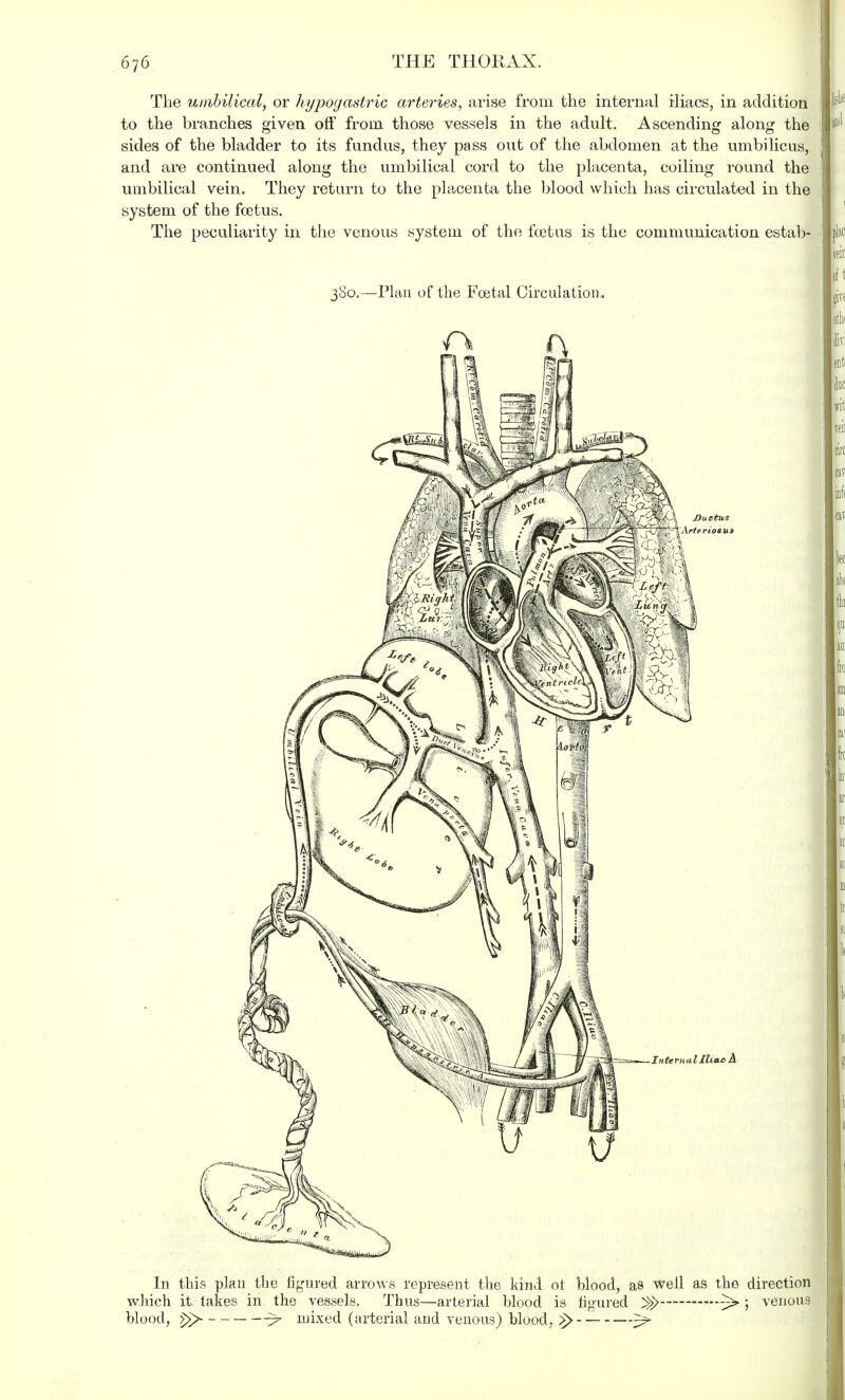 The umbilical, or hypogastric arteries, arise from the internal iliacs, in addition to the branches given off from those vessels in the adult. Ascending along the sides of the bladder to its fundus, they pass out of the abdomen at the umbilicus, and are continued along the umbilical cord to the placenta, coiling round the umbilical vein. They return to the placenta the blood which has circulated in the system of the foetus. The peculiarity in the venous system of the foetus is the communication estab- 380.—Plan of the Foetal Circulation. In this plan the figured arrows represent the kind ot blood, as well as the direction which it. takes in the vessels. Thus—arterial blood is figured ~> ; venous blood, >>>- ^> mixed (arterial and venous) blood, ^>- 3>