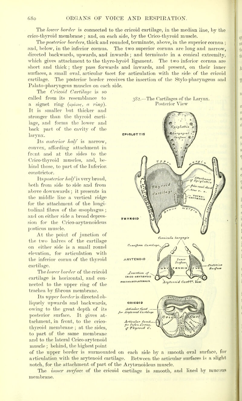 The lower border is connected to the cricoid cartilage, in the median line, by the crico-thyroid membrane; and, on each side, by the Crico-thyroid muscle. The posterior borders, thick and rounded, terminate, above, in the superior cornna; and, below, in the inferior cornna. The two superior cornua are long and narrow, directed backwards, upwards, and inwards ; and terminate in a conical extremity, which gives attachment to the thyro-hyoid ligament. The two inferior cornua are short and thick; they pass forwards and inwards, and present, on their inner surfaces, a. small oval, articular facet for articulation with the side of the cricoid cartilage. The posterior border receives the insertion of the Stylo-pharyngeus and Palato-pharyngeus muscles on each side. The Cricoid Cartilage is so 382.—The Cartilages of the Larynx. Posterior View called from its resemblance to a signet ring (icpiicoc, a. ring). EPIGLOTTIS THYROID a It is smaller but thicker and stronger than the thyroid carti- lage, and forms the lower and back part of the cavity of the larynx. Its anterior half is narrow, convex, affording attachment in front and at the sides to the Crico-thyroid muscles, and, be- hind those, to part of the Inferior, constrictor. Its posterior half is very broad, both from side to side and from above downwards ; it presents in the middle line a vertical ridge for the attachment of the longi- tudinal fibres of the oesophagus ; and on either side a broad depres- sion for the Crico-aryta?noideus posticus muscle. At the point of junction of the two halves of the cartilage on either side is a small round elevation, for articulation with the inferior cornu of the thyroid cartilage. The lower border of the cricoid cartilage is horizontal, and con- nected to the upper ring of the trachea by fibrous membrane. Its upper border is directed ob- liquely upwards and backwards, owing to the great depth of its posterior surface. It gives at- tachment, in front, to the crico- thyroid membrane ; at the sides, to part of the same membrane and to the lateral Crico-arytenoid muscle ; behind, the highest point of the upper border is surmounted on each side by a smooth oval surface, for articulation with the arytenoid cartilage. Between the articular surfaces is a slight notch, for the attachment of part of the Arytsenoideus muscle. The inner surface of the cricoid cartilage is smooth, and lined by mucous membrane. ARYTENOID insertion, of CRICO-ABVT/ENOI POST ICLSET LATERALIS A.rfi'ctcla.r faoei Arytenoid Cart9. Arfic 117ti, r fk re.t Infer. L'. of Thy