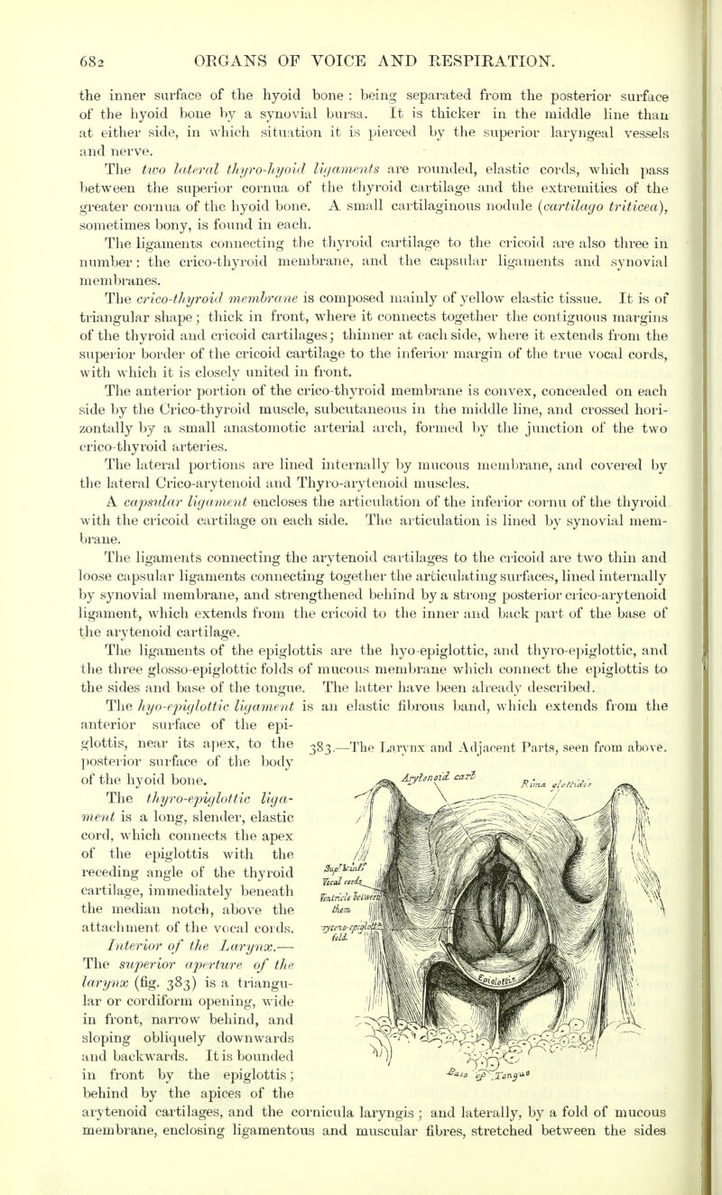 the inner surface of the hyoid bone : being separated from the posterior surface of the hyoid bone by a synovial bursa. It is thicker in the middle line than at either side, in which situation it is pierced by the superior laryngeal vessels and nerve. The two lateral thyro-hyoid ligaments are rounded, elastic cords, which pass between the superior cornna of the thyroid cartilage and the extremities of the greater cornua of the hyoid bone. A small cartilaginous nodule (cartilago triticea), sometimes bony, is found in each. The ligaments connecting the thyroid cartilage to the cricoid are also three in number: the crico-thyroid membrane, and the capsular ligaments and synovial membranes. The crico-thyroid membrane is composed mainly of yellow elastic tissue. It is of triangular shape; thick in front, where it connects together the contiguous margins of the thyroid and cricoid cartilages; thinner at each side, where it extends from the superior border of the cricoid cartilage to the inferior margin of the true vocal cords, with which it is closely united in front. The anterior portion of the crico-thyroid membrane is convex, concealed on each side by the Crico-thyroid muscle, subcutaneous in the middle line, and crossed hori- zontally by a small anastomotic arterial arch, formed by the junction of the two crico thyroid arteries. The lateral portions are lined internally by mucous membrane, and covered by the lateral Crico-arytenoid and Thyro-arytenoid muscles. A capsular ligament encloses the articulation of the inferior cornu of the thyroid with the cricoid cartilage on each side. The articulation is lined by synovial mem- brane. The ligaments connecting the arytenoid cartilages to the cricoid are two thin and loose capsular ligaments connecting together the articulating surfaces, lined internally by synovial membrane, and strengthened behind by a strong posterior crico-arytenoid ligament, which extends from the cricoid to the inner and back part of the base of the arytenoid cartilage. The ligaments of the epiglottis are the hyo-epiglottic, and thyroepiglottic, and the three glosso-epiglottic folds of mucous membrane which connect the epiglottis to the sides and base of the tongue. The latter have been already described. The hyo-epiglottic ligament is an elastic fibrous band, which extends from the anterior surface of the epi- glottis, near its apex, to the posterior surface of the body of the hyoid bone. The thyroepiglottic liga- ment is a long, slender, elastic cord, which connects the apex of the epiglottis with the receding angle of the thyroid cartilage, immediately beneath the median notch, above the attachment of the vocal cords. Interior of the Larynx.— The superior aperture of the larynx (fig. 383) is a triangu- lar or cordiform opening, wide in front, narrow behind, and sloping obliquely downwards and backwards. It is bounded in front by the epiglottis; ■cr«« ^f\Ton9 behind by the apices of the arytenoid cartilages, and the cornicula laryngis ; and laterally, by a fold of mucous membrane, enclosing ligamentous and muscular fibres, stretched between the sides 583- The Larynx and Adjacent Parts, seen from above. Arytenoid- caii-