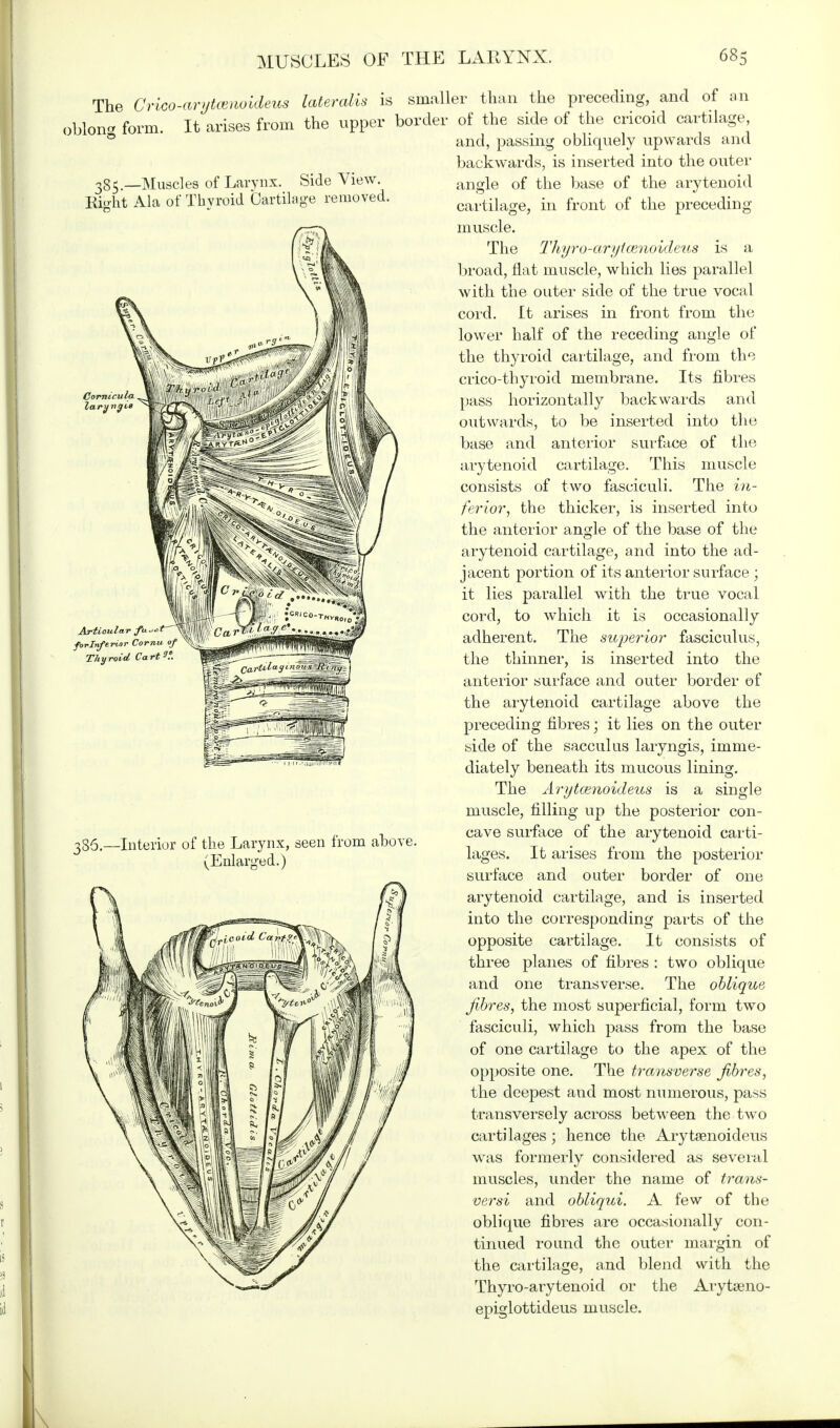 The Crico-arytcenoideus lateralis is smaller than the precedin and of oblong form. It arises 385.—Muscles of Larynx 5 from the upper border Side View. Right Ala of Thyroid Cartilage removed. 335 —Interior of the Larynx, seen from above. (Enlarged.) of the side of the cricoid cartilage, and, passing obliquely upwards and backwards, is inserted into the outer angle of the base of the arytenoid cartilage, in front of the preceding- muscle. The Thyro-aryicBnoideus is a broad, flat muscle, which lies parallel with the outer side of the true vocal cord. It arises in front from the lower half of the receding angle of the thyroid cartilage, and from the crico-thyroid membrane. Its fibres pass horizontally backwards and outwards, to be inserted into the base and anterior surface of the arytenoid cartilage. This muscle consists of two fasciculi. The in- ferior, the thicker, is inserted into the anterior angle of the base of the arytenoid cartilage, and into the ad- jacent portion of its anterior surface ; it lies parallel with the true vocal cord, to which it is occasionally adherent. The superior fasciculus, the thinner, is inserted into the anterior surface and outer border of the arytenoid cartilage above the preceding fibres; it lies on the outer side of the sacculus laryngis, imme- diately beneath its mucous lining. The Arykenoideus is a single muscle, filling up the posterior con- cave surface of the arytenoid carti- lages. It arises from the posterior surface and outer border of one arytenoid cartilage, and is inserted into the corresponding parts of the opposite cartilage. It consists of three planes of fibres : two oblique and one transverse. The oblique fibres, the most superficial, form two fasciculi, which pass from the base of one cartilage to the apex of the opposite one. The transverse fibres, the deepest and most numerous, pass transversely across between the two cartilages ; hence the Arytsenoideus was formerly considered as several muscles, under the name of trans- versi and obliqui. A few of the oblique fibres are occasionally con- tinued round the outer margin of the cartilage, and blend with the Thyro-arytenoid or the Arytieno- epiglottideus muscle.