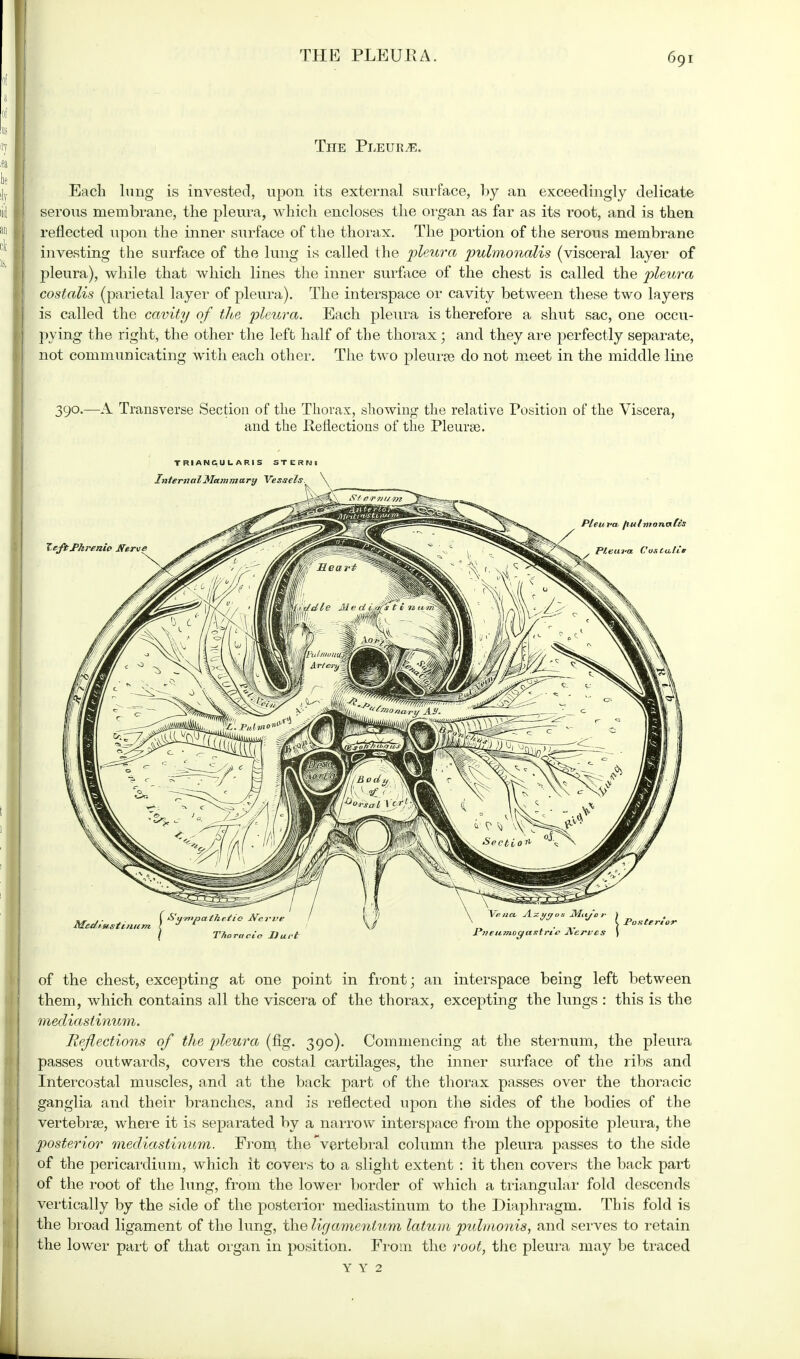 The Pleuete. Each lung is invested, upon its external surface, l>y an exceedingly delicate serous membrane, the pleura, which encloses the organ as far as its root, and is then reflected upon the inner surface of the thorax. The portion of the serous membrane investing the surface of the lung is called the pleura pulmonalis (visceral layer of pleura), while that which lines the inner surface of the chest is called the pleura costalis (parietal layer of pleura). The interspace or cavity between these two layers is called the cavity of the pleura. Each pleura is therefore a shut sac, one occu- pying the right, the other the left half of the thorax ; and they are perfectly separate, not communicating with each other. The two pleurre do not meet in the middle line 390.—A Transverse Section of the Thorax, showing the relative Position of the Viscera, and the Reflections of the Pleurae. TRIANGULARIS STERfii of the chest, excepting at one point in front; an interspace being left between them, which contains all the viscera of the thorax, excepting the lungs : this is the mediastinum. Reflections of the pleura (fig. 390). Commencing at the sternum, the pleura passes outwards, covers the costal cartilages, the inner surface of the ribs and Intercostal muscles, and at the back part of the thorax passes over the thoracic ganglia and their branches, and is reflected upon the sides of the bodies of the vertebras, where it is separated by a narrow interspace from the opposite pleura, the posterior mediastinum. From, the vertebral column the pleura passes to the side of the pericardium, which it covers to a slight extent : it then covers the back part of the root of the lung, from the lower border of which a triangular fold descends vertically by the side of the posterior mediastinum to the Diaphragm. This fold is the broad ligament of the lung, the ligamentum latum pulmonis, and serves to retain the lower part of that organ in position. From the root, the pleura may be traced Y Y 2