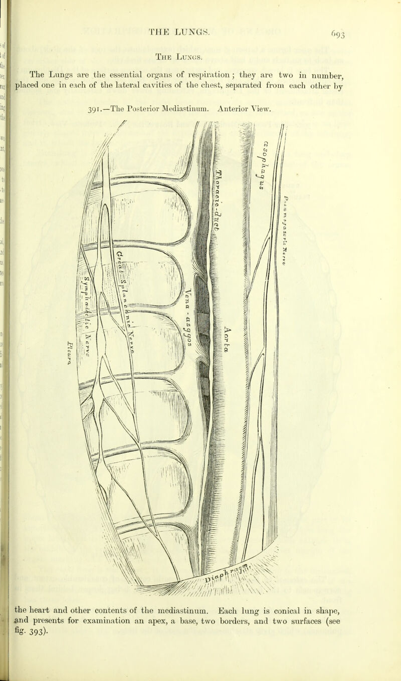 The Lungs. The Lungs are the essential organs of respiration ; they are two in number, placed one in each of the lateral cavities of the chest, separated from each other by 391.—The Posterior Mediastinum. Anterior View. the heart and other contents of the mediastinum. Each lung is conical in shape, and presents for examination an apex, a base, two borders, and two surfaces (see fig- 393)-