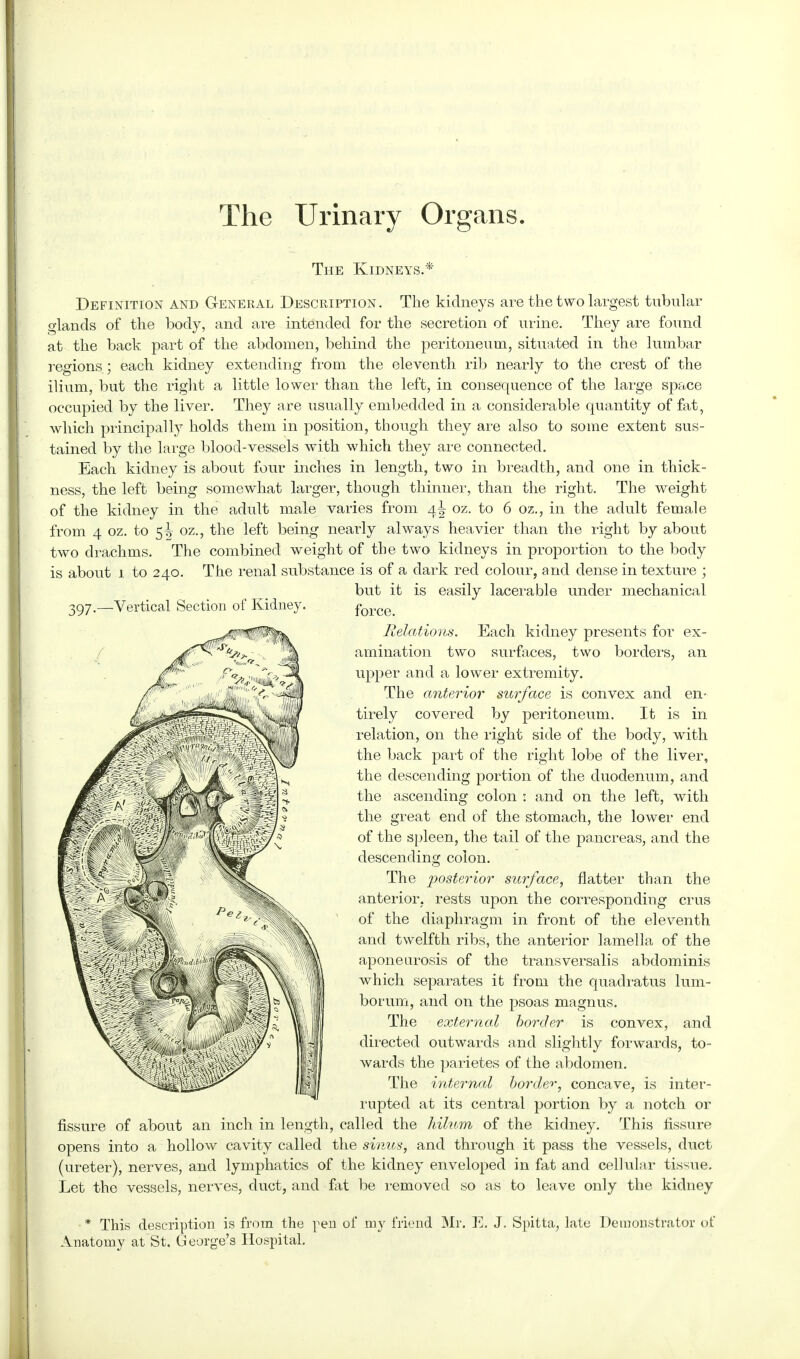 The Urinary Organs. The Kidneys.* Definition and General Description. The kidneys are the two largest tubular glands of the body, and are intended for the secretion of urine. They are found at the back part of the abdomen, behind the peritoneum, situated in the lumbar regions ; each kidney extending from the eleventh rib nearly to the crest of the ilium, but the right a little lower than the left, in consequence of the large space occupied by the liver. They are usually embedded in a considerable quantity of nit, which principally holds them in position, though they are also to some extent sus- tained by the large blood-vessels with which they are connected. Each kidney is about four inches in length, two in breadth, and one in thick- ness, the left being somewhat larger, though thinner, than the right. The weight of the kidney in the adult male varies from 4J oz. to 6 oz., in the adult female from 4 oz. to 5^ oz., the left being nearly always heavier than the right by about two drachms. The combined weight of the two kidneys in proportion to the body is about 1 to 240. The renal substance is of a dark red colour, and dense in texture ; but it is easily lacerable under mechanical force. Relations. Each kidney presents for ex- amination two surfaces, two borders, an upper and a lower extremity. The anterior surface is convex and en- tirely covered by peritoneum. It is in relation, on the right side of the body, with the back part of the right lobe of the liver, the descending portion of the duodenum, and the ascending colon : and on the left, with the great end of the stomach, the lower end of the spleen, the tail of the pancreas, and the descending colon. The posterior surface, natter than the anterior, rests upon the corresponding crus of the diaphragm in front of the eleventh and twelfth ribs, the anterior lamella of the aponeurosis of the transversalis abdominis which separates it from the quadratus lum- borum, and on the psoas magnus. The external border is convex, and directed outwards and slightly forwards, to- wards the parietes of the abdomen. The internal border, concave, is inter- rupted at its central portion by a notch or fissure of about an inch in length, called the hilum of the kidney. This fissure opens into a hollow cavity called the sinus, and through it pass the vessels, duct (ureter), nerves, and lymphatics of the kidney enveloped in fat and cellular tissue. Let the vessels, nerves, duct, and fat be removed so as to leave only the kidney * This description is from the pen of my friend Mr. E. J. Spitta, late Demonstrator of Anatomy at'St. George's Hospital.