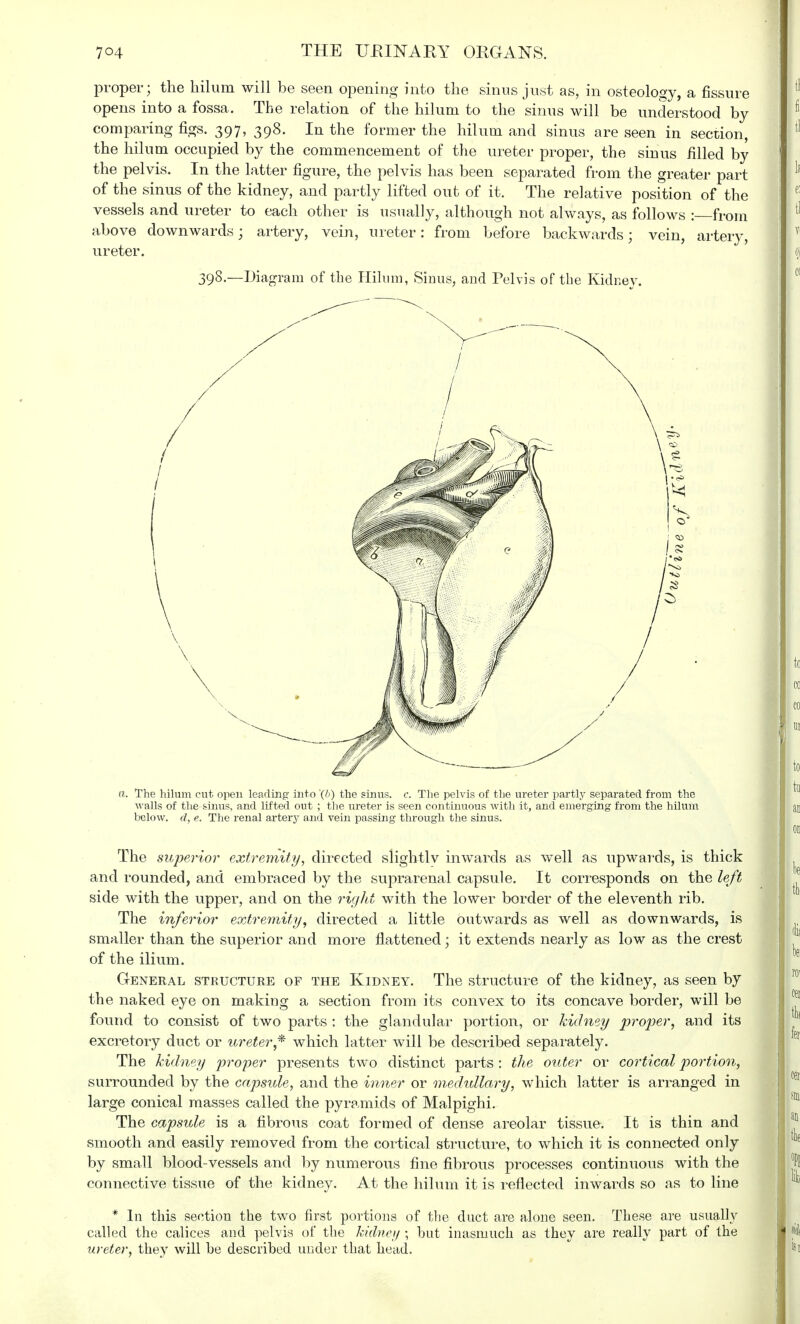 proper; the hilum will be seen opening into the sinus just as, in osteology, a fissure opens into a fossa. The relation of the hilum to the sinus will be understood by comparing figs. 397, 398. In the former the hilum and sinus are seen in section, the hilum occupied by the commencement of the ureter proper, the sinus filled by the pelvis. In the latter figure, the pelvis has been separated from the greater part of the sinus of the kidney, and partly lifted out of it. The relative position of the vessels and ureter to each other is usually, although not always, as follows : from above downwards; artery, vein, ureter: from before backwards; vein, artery, ureter. 398.—Diagram of the Hilum, Sinus, and Pelvis of the Kidney. a. The hilum cut open leading into '(b) the sinus, c. The pelvis of the ureter partly separated from the walls of the sinus, and lifted out ; the ureter is seen continuous with it, and emerging from the hilum below. 0?, e. The renal artery and vein passing through the sinus. The superior extremity, directed slightlv inwards as well as upwards, is thick and rounded, and embraced by the suprarenal capsule. It corresponds on the left side with the upper, and on the right with the lower border of the eleventh rib. The inferior extremity, directed a little outwards as well as downwards, is smaller than the superior and more flattened; it extends nearly as low as the crest of the ilium. General structure of the Kidney. The structure of the kidney, as seen by the naked eye on making a section from its convex to its concave border, will be found to consist of two parts : the glandular portion, or kidney proper, and its excretory duct or ureter* which latter will be described separately. The kidney proper presents two distinct parts : the outer or cortical portion, surrounded by the capsule, and the inner or medullary, which latter is arranged in large conical masses called the pyramids of Malpighi. The capsule is a fibrous coat formed of dense areolar tissue. It is thin and smooth and easily removed from the cortical structure, to which it is connected only by small blood-vessels and by numerous fine fibrous processes continuous with the connective tissue of the kidney. At the hilum it is reflected inwards so as to line * In this section the two first portions of the duct are alone seen. These are usually called the calices and pelvis of the kidney ; hut inasmuch as they are really part of the ureter, they will be described under that head.