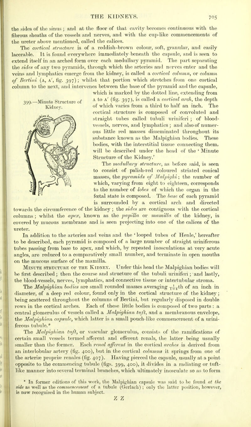 the sides of the sinus ; and at the floor of that cavity becomes continuous with the fibrous sheaths of the vessels and nerves, and with the cup-like commencements of the ureter above mentioned, called the calices. The cortical structure is of a reddish-brown colour, soft, granular, and easily lacerable. It is found everywhere immediately beneath the capsule, and is seen to extend itself in an arched form over each medullary pyramid. The part separating the sides of any two pyramids, through which the arteries and nerves enter and the veins and lymphatics emerge from the kidney, is called a cortical column, or column of Bertini (a, a', fig. 397); whilst that portion which stretches from one cortical column to the next, and intervenes between the base of the pyramid and the capsule, which is marked by the dotted line, extending from 399.-Mmute Structure of A to A' (^ 397),  called a cortical arch, the depth Kidney. °f which varies from a third to half an inch. The cortical structure is composed of convoluted and straight tubes called tubuli uriniferi ; of blood- vessels, nerves, and lymphatics ; and also of numer- ous little red masses disseminated throughout its substance known as the Malpighian bodies. These bodies, with the interstitial tissue connecting them, will be described under the head of the ' Minute Structure of the Kidney.' The medullary structure, as before said, is seen to consist of palish-red coloured striated conical masses, the pyramids of Malpighi; the number of which, varying from eight to eighteen, corresponds to the number of lobes of which the organ in the foetal state is composed. The base of each pyramid is surrounded by a cortical arch and directed towards the circumference of the kidney ; the sides are contiguous with the cortical columns ; whilst the apex, known as the papilla or mamilla, of the kidney, is covered by mucous membrane and is seen projecting into one of the calices of the ureter. In addition to the arteries and veins and the ' looped tubes of Henle/ hereafter to be described, each pyramid is composed of a large number of straight uriniferous tubes passing from base to apex, and which, by repeated inosculations at very acute angles, are reduced to a comparatively small number, and terminate in open mouths on the mucous surface of the mamilla. Minute structure of the Kidney. Under this head the Malpighian bodies will be first described; then the course and structure of the tubuli uriniferi;' and lastly, the blood-vessels, nerves, lymphatics, and connective tissue or intertubular stroma. The Malpighian bodies are small rounded masses averaging yg^th of an inch in diameter, of a deep red colour, found only in the cortical structure of the kidney; being scattered throughout the columns of Bertini, but regularly disposed in double rows in the cortical arches. Each of these little bodies is composed of two parts : a central glomerulus of vessels called a Malpighian tuft, and a membranous envelope, the Malpighian capsule, which latter is a small pouch-like commencement of a urini- ferous tubule.* The Malpighian tuft, or vascular glomerulus, consists of the ramifications of certain small vessels termed afferent and efferent renals, the latter being usually smaller than the former. Each renal afferent in the cortical arches is derived from an interlobular artery (fig. 400), but in the cortical columns it springs from one of the arterise proprise renales (fig. 407). Having pierced the capsule, usually at a point opposite to the commencing tubule (figs. 399, 400), it divides in a radiating or tuft- like manner into several terminal branches, which ultimately inosculate so as to form * In former editions of this work, the Malpighian capsule was said to he found at the side as well as the commencement of a tubule (Gerlach) ; only the latter position, however, is now recognised in the human subject. z z