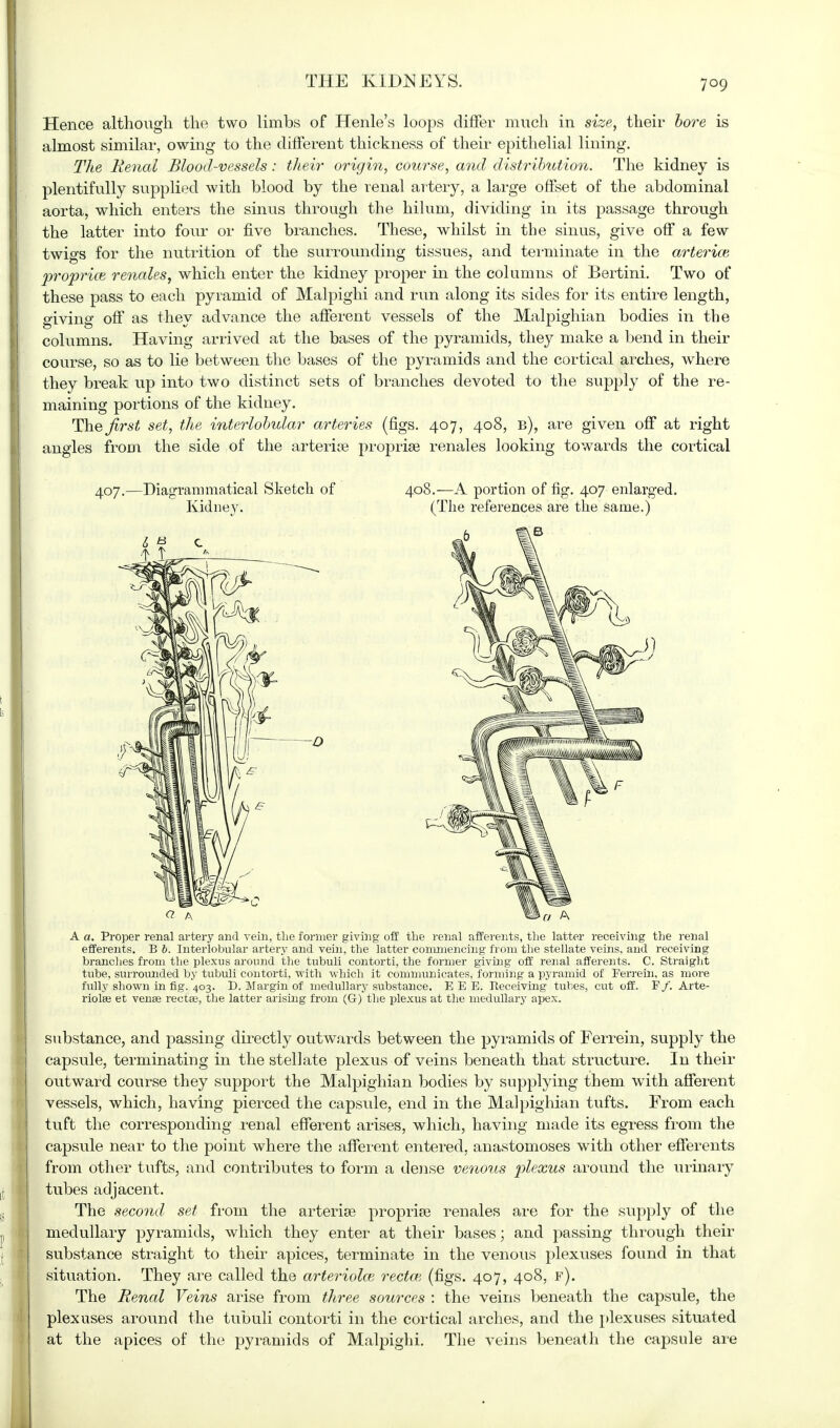 Hence although the two limbs of Henle's loops differ much in size, their bore is almost similar, owing to the different thickness of their epithelial lining. The Renal Blood-vessels: their origin, course, and distribution. The kidney is plentifully supplied with blood by the renal artery, a large offset of the abdominal aorta, which enters the sinus through the hilum, dividing in its passage through the latter into four or five branches. These, whilst in the sinus, give off a few twigs for the nutrition of the surrounding tissues, and terminate in the arterice propria} renales, which enter the kidney proper in the columns of Bertini. Two of these pass to each pyramid of Malpighi and run along its sides for its entire length, giving off as they advance the afferent vessels of the Malpighian bodies in the columns. Having arrived at the bases of the pyramids, they make a bend in their course, so as to lie between the bases of the pyramids and the cortical arches, where they break up into two distinct sets of branches devoted to the supply of the re- maining portions of the kidney. The^rs^ set, the interlobular arteries (figs. 407, 408, b), are given off at right angles from the side of the arterice proprise renales looking towards the cortical 407.—Diagrammatical Sketch of 408.—A portion of fig. 407 enlarged. Kidney. (The references are the same.) A a. Proper renal artery and vein, the former giving off the renal afferents, the latter receiving the renal efferents. B b. Interlobular artery and vein, the latter commencing from the stellate veins, and receiving brandies from the plexus around ihe tubuli contorti, the former giving off renal afferents. C. Straight tube, surrounded by tubuli contorti, -with which it communicates, forming a pyramid of Ferrein, as more fully shown in fig. 403. D. Margin of medullary substance. E E B. Beceiving tubes, cut off. F/. Arte- rioles et vense rectas, the latter arising from (G-) the plexus at the medullary apex. substance, and passing directly outwards between the pyramids of Ferrein, supply the capsule, terminating in the stellate plexus of veins beneath that structure. In their outward course they support the Malpighian bodies by supplying them with afferent vessels, which, having pierced the capsule, end in the Malpighian tufts. From each tuft the corresponding renal efferent arises, which, having made its egress from the capsule near to the point where the afferent entered, anastomoses with other efferents from other tufts, and contributes to form a dense venous plexus around the urinary tubes adjacent. The second set from the arterise propria} renales are for the supply of the medullary pyramids, which they enter at their bases; and passing through their substance straight to their apices, terminate in the venous plexuses found in that situation. They are called the arteriolce rectce (figs. 407, 408, f). The Renal Veins arise from three sources : the veins beneath the capsule, the plexuses around the tubuli contorti in the cortical arches, and the plexuses situated at the apices of the pyramids of Malpighi. The veins beneath the capsule are