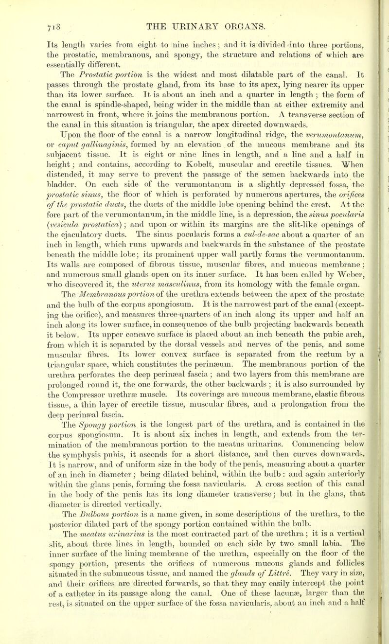 Its length varies from eight to nine inches; and it is divided into three portions, the prostatic, membranous, and spongy, the structure and relations of which are essentially different. The Prostatic portion is the widest and most dilatable part of the canal. It passes through the prostate gland, from its base to its apex, lying nearer its upper than its lower surface. It is about an inch and a quarter in length ; the form of the canal is spindle-shaped, being wider in the middle than at either extremity and narrowest in front, where it joins the membranous portion. A transverse section of the canal in this situation is triangular, the apex directed downwards. Upon the floor of the canal is a narrow longitudinal ridge, the verumontanum, or caput gallinaginis, formed by an elevation of the mucous membrane and its subjacent tissue. It is eight or nine lines in length, and a line and a half in height; and contains, according to Kobelt, muscular and erectile tissues. When distended, it may serve to prevent the passage of the semen backwards into the bladder. On each side of the verumontanum is a slightly depressed fossa, the prostatic sinus, the floor of which is perforated by numerous apertures, the orifices of the prostatic ducts, the ducts of the middle lobe opening behind the crest. At the fore part of the verumontanum, in the middle line, is a depression, the sinus pocularis (vesicula prostatica); and upon or within its margins are the slit-like openings of the ejaculatory ducts. The sinus pocularis forms a cul-de-sac about a quarter of an inch in length, which runs upwards and backwards in the substance of the prostate beneath the middle lobe; its prominent upper wall partly forms the verumontanum. Its walls are composed of fibrous tissue, muscular fibres, and mucous membrane ; and numerous small glands open on its inner surface. It has been called by Weber, who discovered it, the uterus mascidinus, from its homology with the female organ. The Membranous portion of the urethra extends between the apex of the prostate and the bulb of the corpus spongiosum. It is the narrowest part of the canal (except- ing the orifice), and measures three-quarters of an inch along its upper and half an inch along its lower surface, in consequence of the bulb projecting backwards beneath it below. Its upper concave surface is placed about an inch beneath the pubic arch, from which it is separated by the dorsal vessels and nerves of the penis, and some muscular fibres. Its lower convex surface is separated from the rectum by a | triangular space, which constitutes the perinaeum. The membranous portion of the urethra perforates the deep perineal fascia; and two layers from this membrane are prolonged round it, the one forwards, the other backwards ; it is also surrounded by the Compressor urethra? muscle. Its coverings are mucous membrane, elastic fibrous tissue, a thin layer of erectile tissue, muscular fibres, and a prolongation from the deep perinatal fascia. The Spongy portion is the longest part of the urethra, and is contained in the corpus spongiosum. It is about six inches in length, and extends from the ter- mination of the membranous portion to the meatus urinarius. Commencing below the symphysis pubis, it ascends for a short distance, and then curves downwards. It is narrow, and of uniform size in the body of the penis, measuring about a quarter of an inch in diameter; being dilated behind, within the bulb : and again anteriorly within the glans penis, forming the fossa navicularis. A cross section of this canal in the body of the penis has its long diameter transverse; but in the glans, that diameter is directed vertically. The Bulbous portion is a name given, in some descriptions of the urethra, to the posterior dilated part of the spongy portion contained within the bulb. The meatus urinarius is the most contracted part of the urethra; it is a vertical slit, about three lines in length, bounded on each side by two small labia. The inner surface of the lining membrane of the urethra, especially on the floor of the spongy portion, presents the orifices of numerous mucous glands and follicles situated in the submucous tissue, and named the glands of Littre. They vary in size, and their orifices are directed forwards, so that they may easily intercept the point of a catheter in its passage along the canal. One of these lacuna?, larger than the rest, is situated on the upper surface of the fossa navicularis, about an inch and a half ;